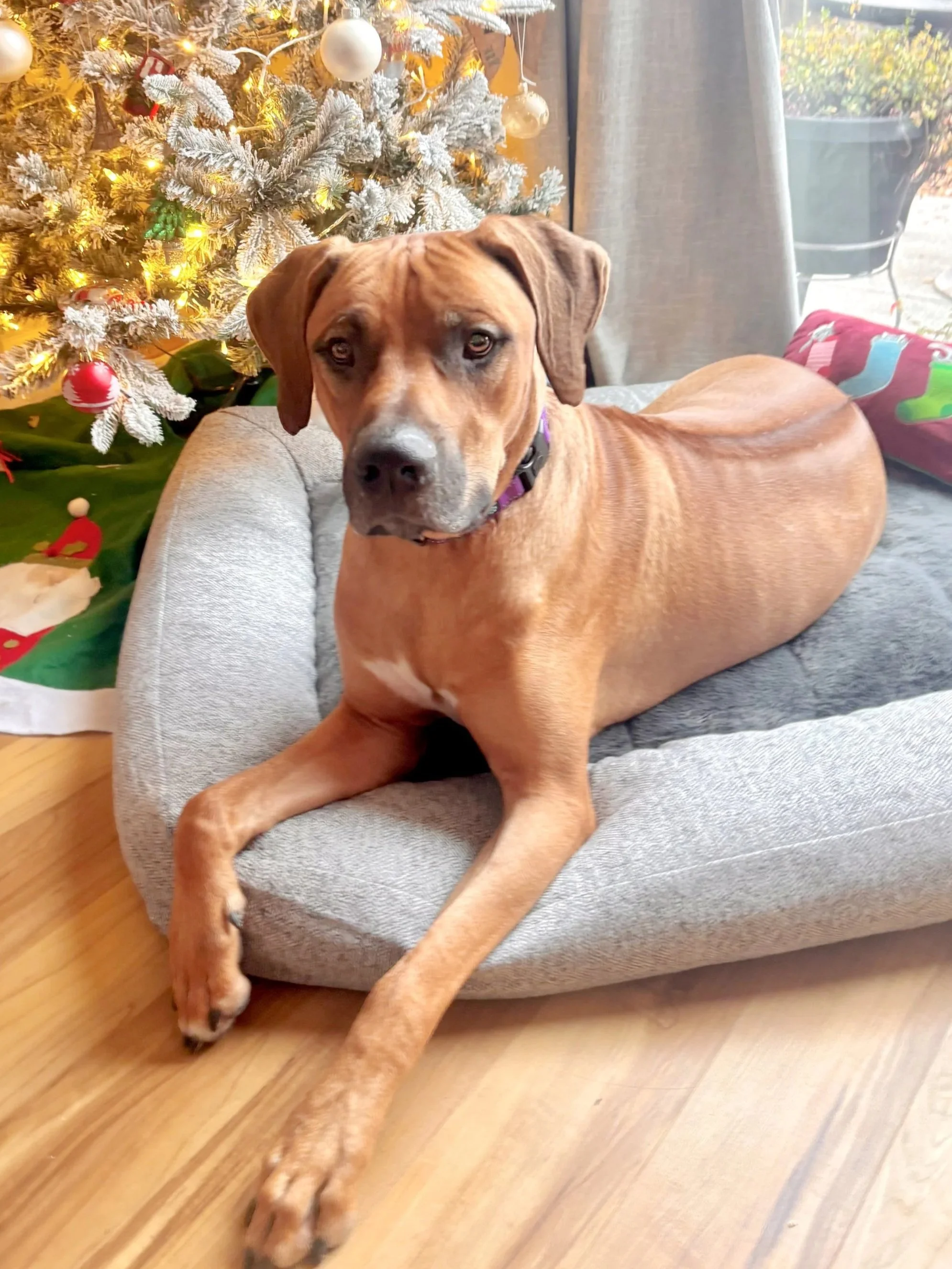 SIMBA 12/1/25