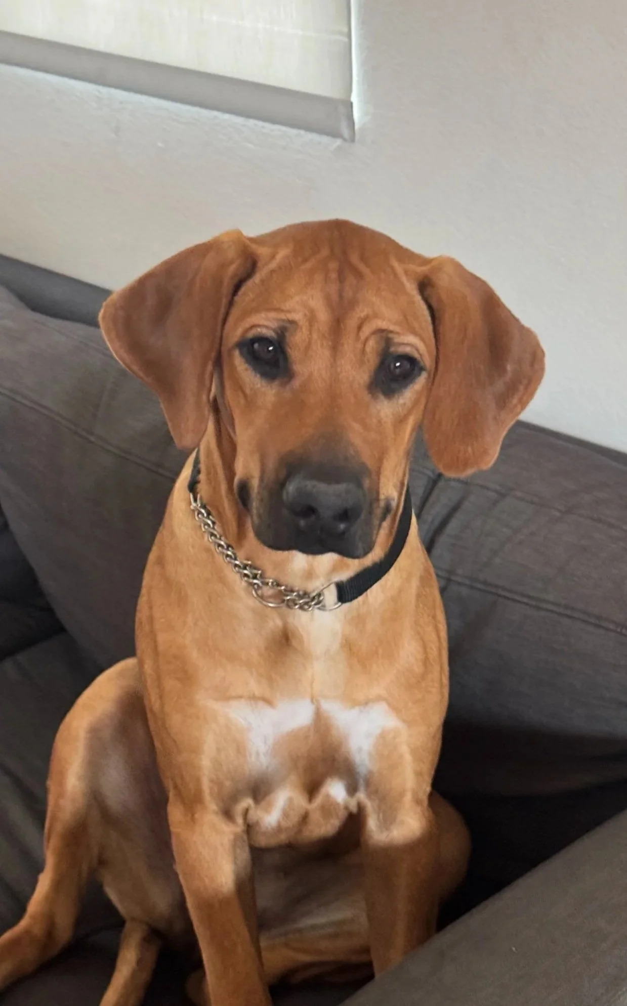 PENNY 3/30/25 - Pretty baby Penny came into rescue at 5.5 months of age, an owner surrender. They did their best by her during the few months she was with them, but life circumstances made it impossible to give her their all moving forward. Penny was