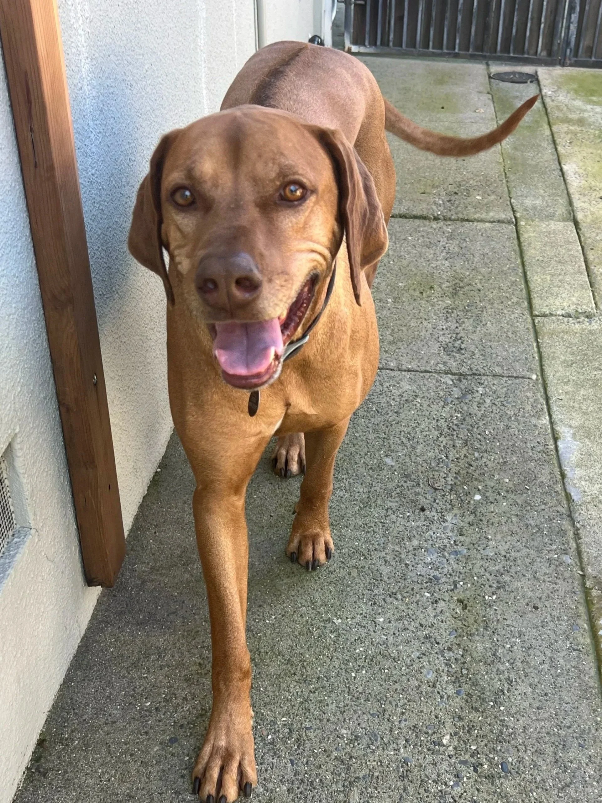 RAGNAR 2/22/25 - Handsome six-year-old Ragnar came to us as an unfortunate loss to his family, who were moving out of the country. Ragnar was delightful with everyone in his foster home, who grew attached to him. However, we already had the perfect f