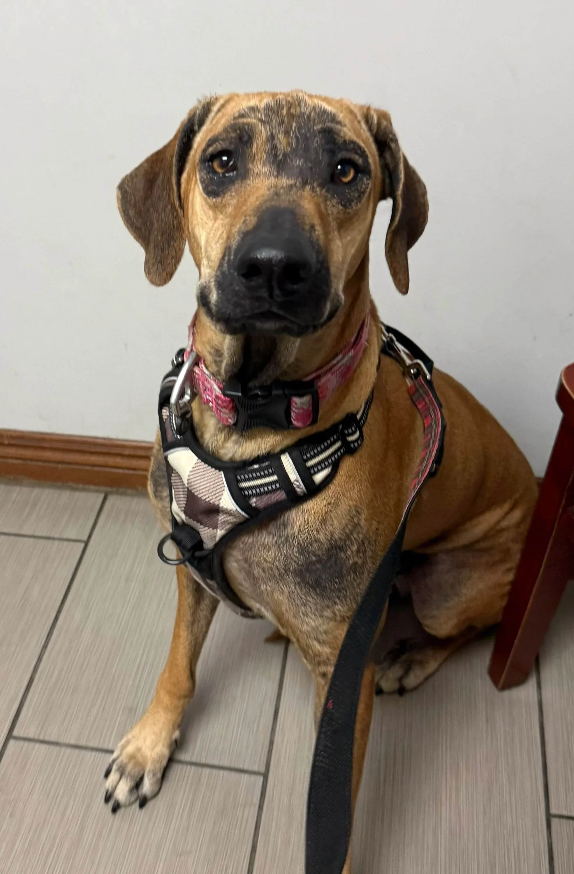 MAZIE 2/21/25 - Dear Mazie was found wandering as a stray at about eight years of age. A purebred with a ridge, she was not microchipped or spayed and had obviously had multiple litters. She was also in poor health, with alopecia, ear infections, sev