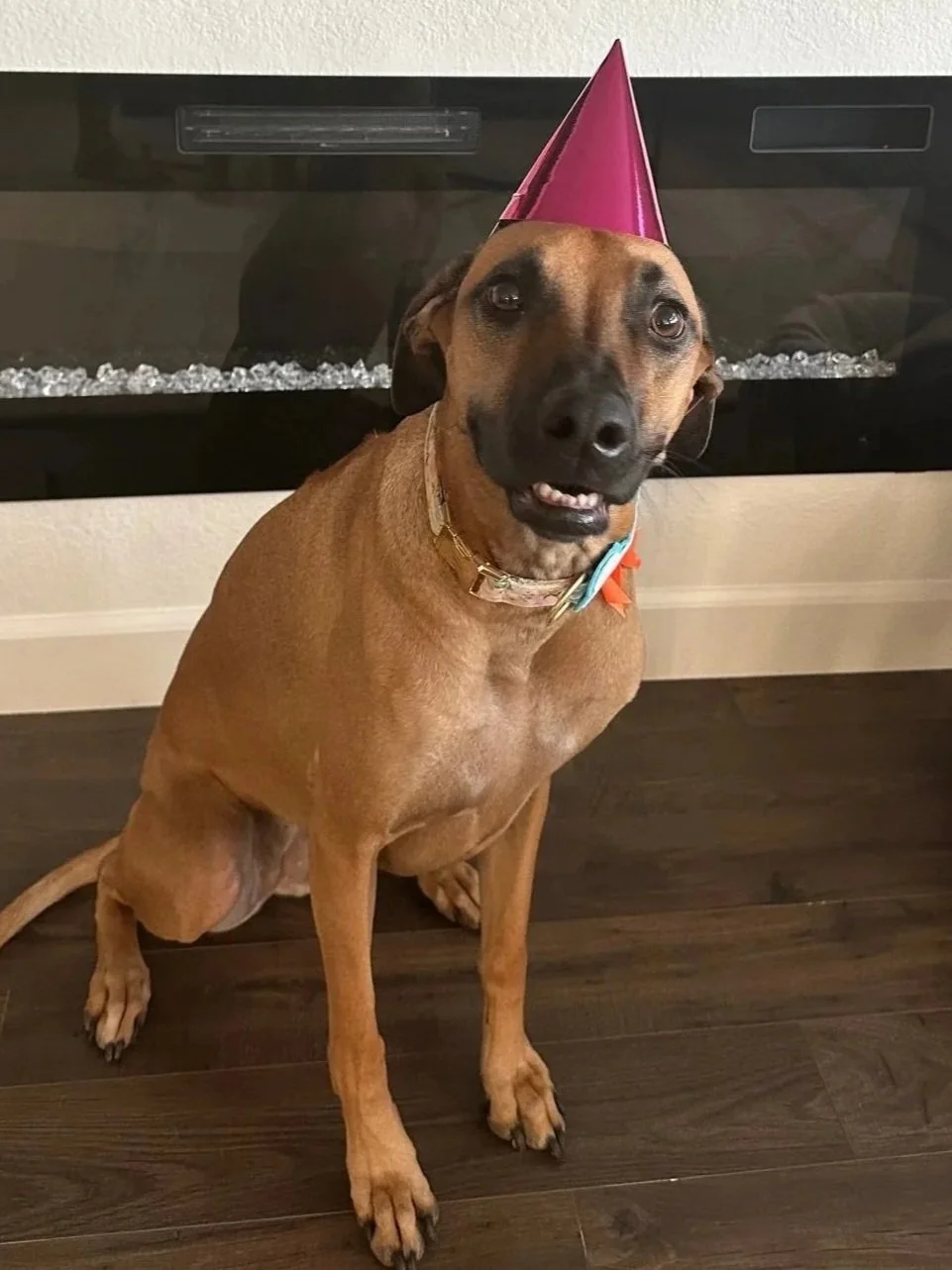REESE 1/15/25 -  A beautiful 3.5-year-old girl, Reese was not doing well in her long-time home, and was surrendered to RINCAL. We were not surprised when her lovely foster family said they had to keep her - the word "jackpot" was even mentioned when 