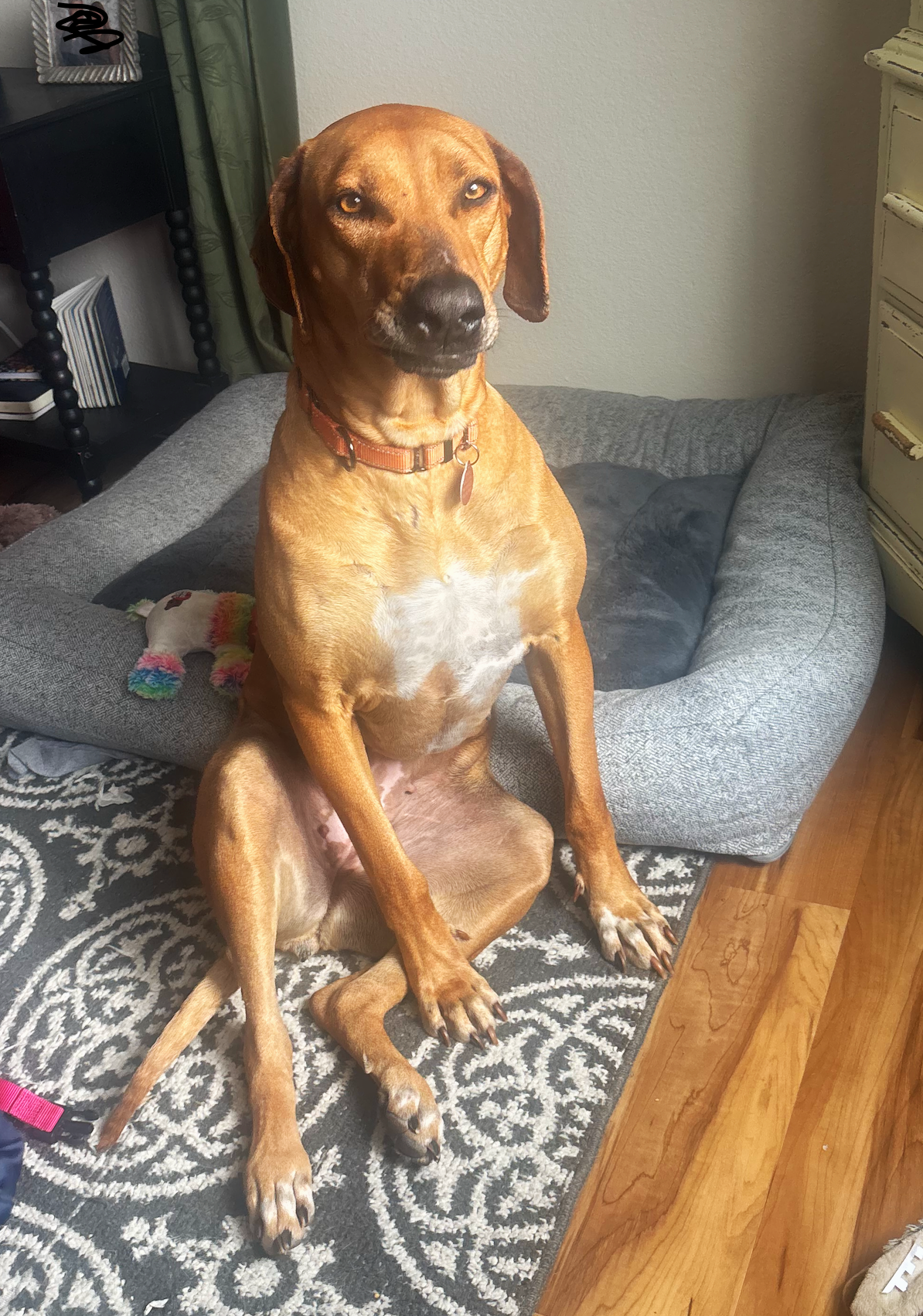 LULU 2/22/26