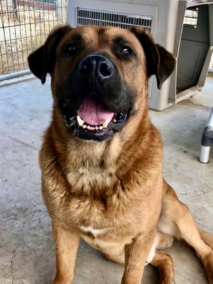 BEAR
8/20/21 - Bear’s story was a tragic one of betrayal and abandonment. After being unceremoniously dumped waaay up in the hills on the side of a road in the middle of nowhere - along with a big pie of kibble tossed in the dirt - Bear lay patient