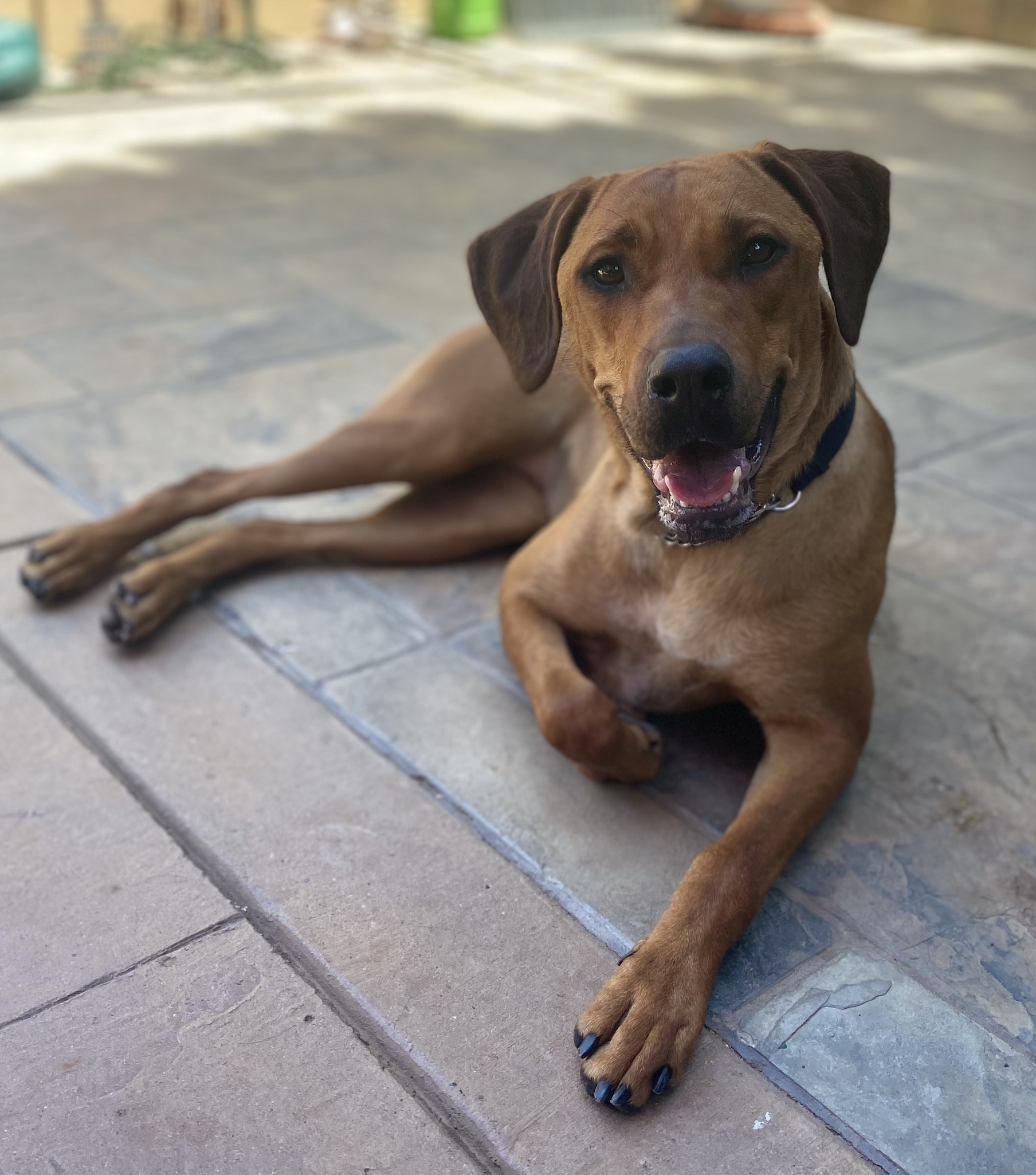 BAILEY 6/12/22 - Bailey is a people-oriented and very spunky young girl. We were alerted to her by a swamped shelter who wanted the best for her. She came to us and had a fabulous time in foster care - it was hard to say goodbye! Her favorite thing