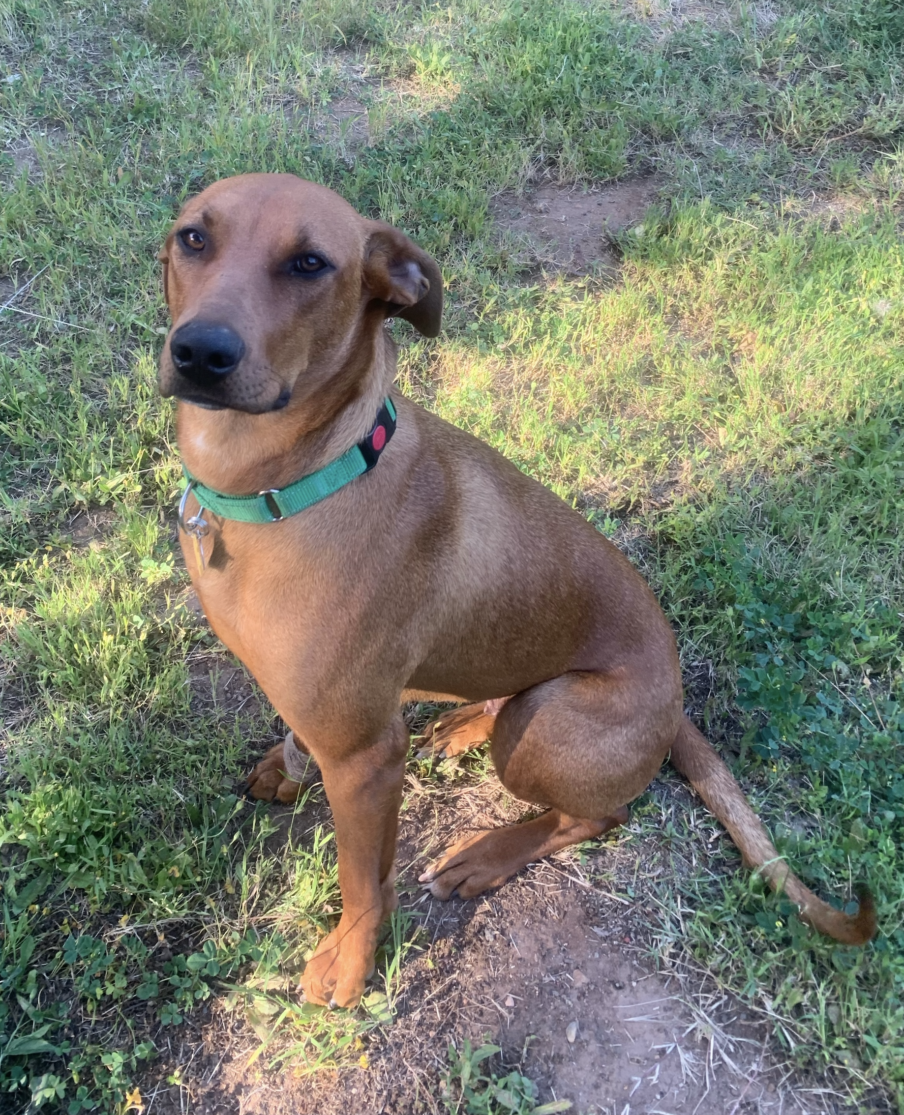 FAITH 3/14/24 - We were contacted by a shelter in Southern California who had Faith, a lovely young girl who they labeled as a Ridgeback. She certainly fits the image, though lacking a ridge. As she is a very nice girl needing help as her days were d