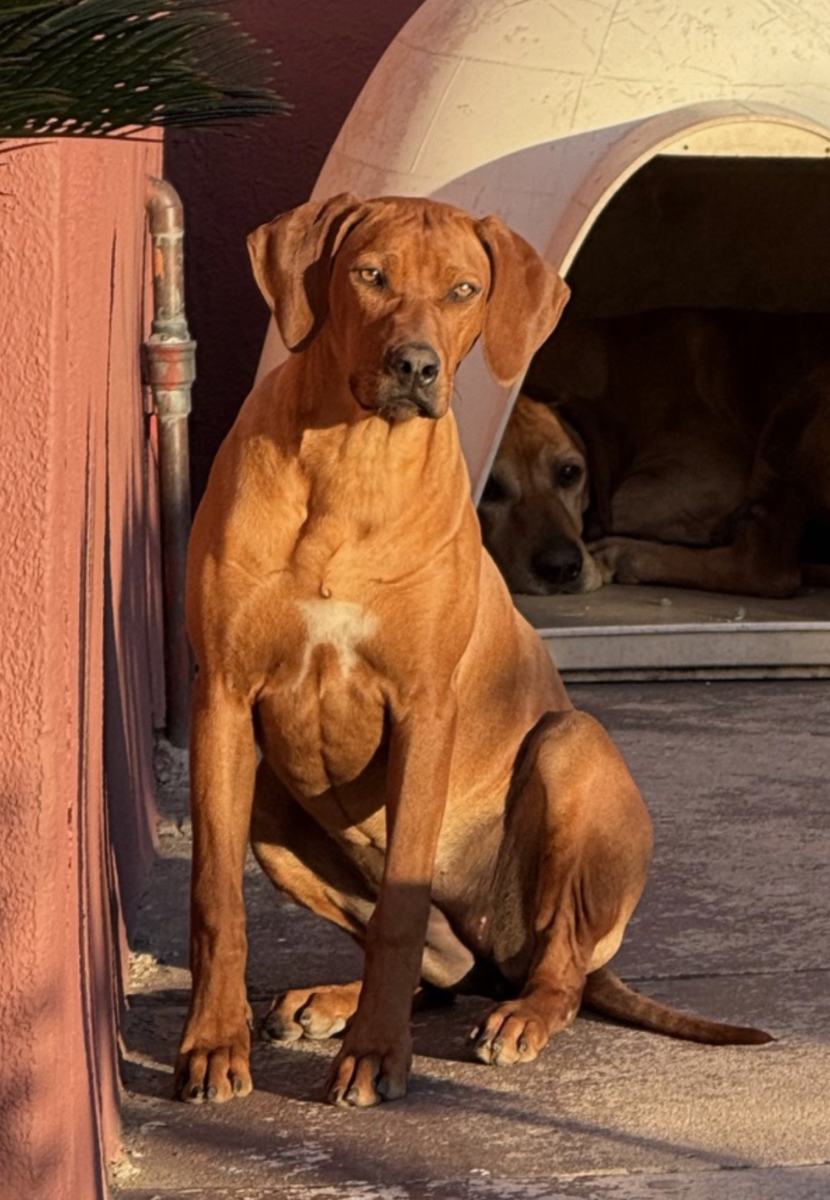 LUCY 3/20/25 - Don't let her regal looks fool you! Lucy came into rescue at 8 months of age - still a youngster! Her owner did not have the time and patience needed for a puppy - Norah for the senior dog (Chaka) she was living outdoors with. A good c