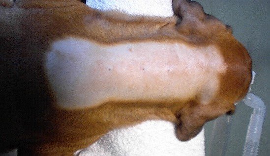 One can see clearly the three telltale holes in Bailey’s neck. What follows is the surgery to remove all three Dermoids.