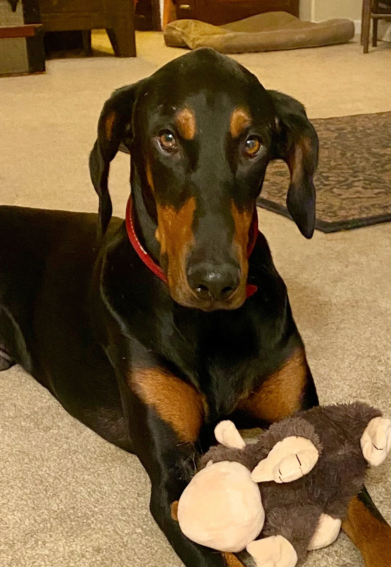 SOUL 7/15/22 - Clearly not a Rhodesian Ridgeback, Soul the purebred 1-year-old Doberman was highlighted on social media after having been abandoned in the Southern California desert with Ridgeback mix Spirit. They were listed as “littermates,” which