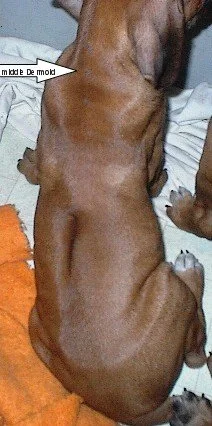 Bailey1.jpg