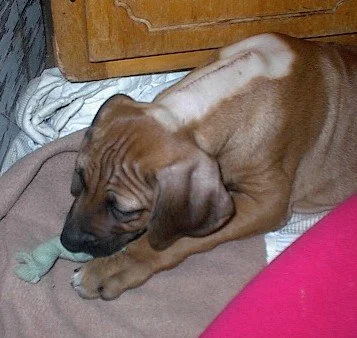 Bailey11.jpg