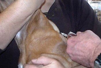 Bailey8.jpg