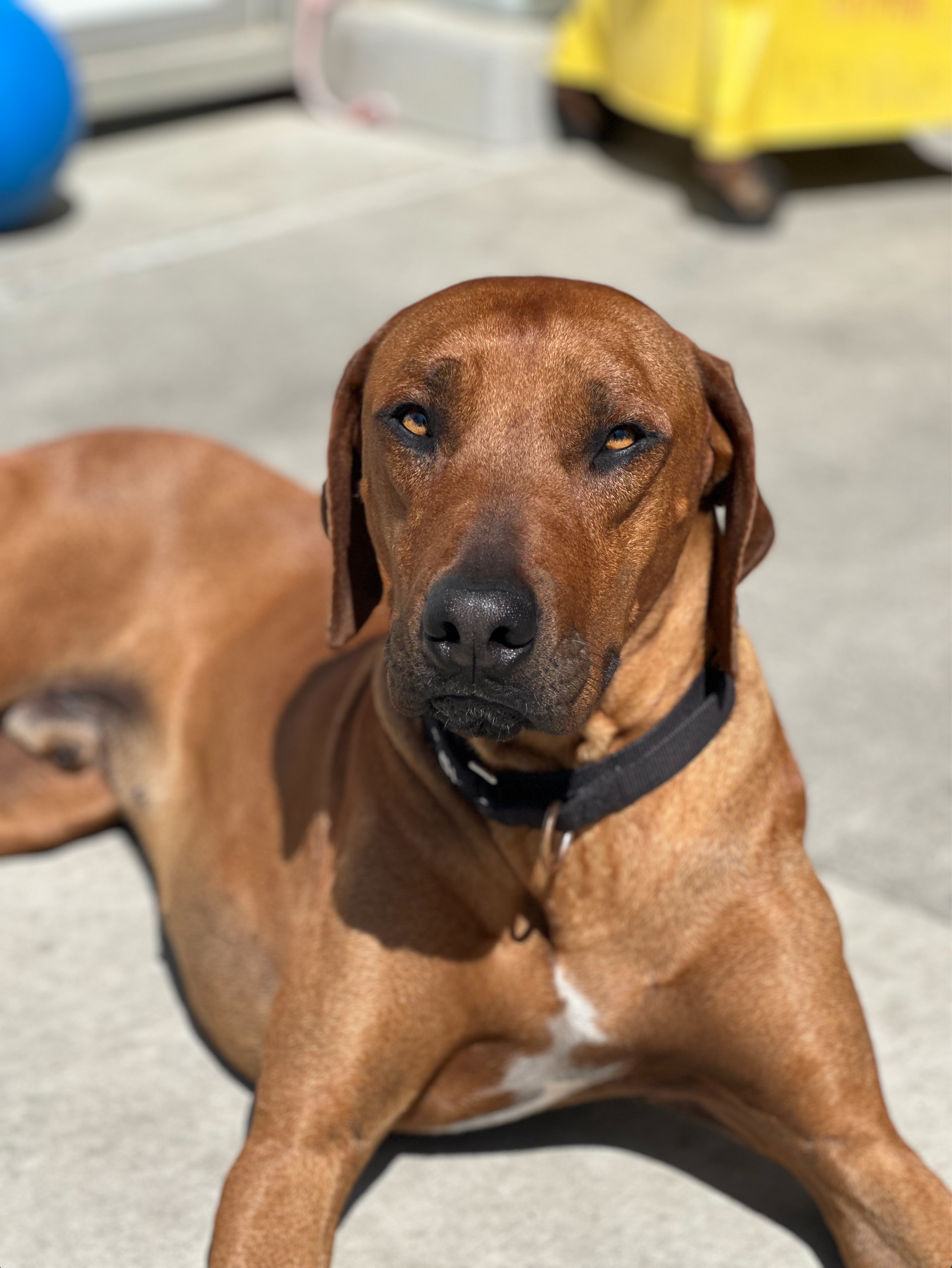 JONTY 4/14/25 - Just over 18 months old, this hunk of a Ridgeback had been at an East Bay shelter on a stray gold that had expired. No one came for him, and the shelter reached out to Rincal for assistance. There really was no clear explanation as to