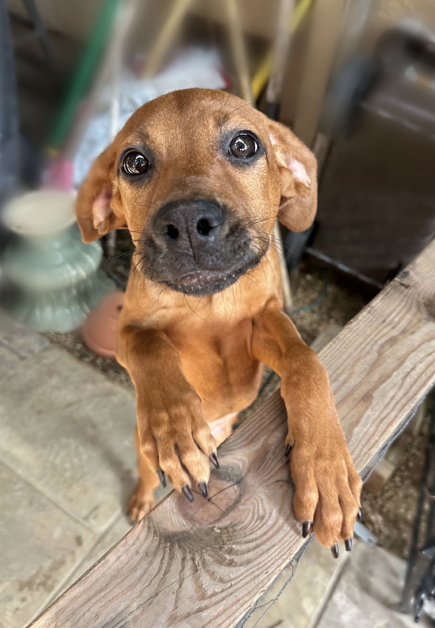 PEZ 2/15/25 - This little one, and her sister Indie, had been at a very crowded shelter since before Christmas, when they were only two months old. They came to us after being placed on the euthanasia list. Although Pez' breed mix was unknown, she lo