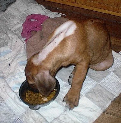 Bailey12.jpg