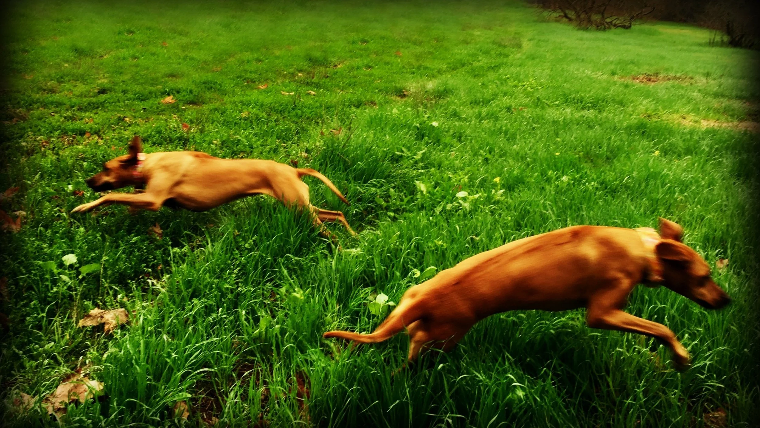 Forget Me Not ~ In Memoriam — Ridgebacks in Need, California