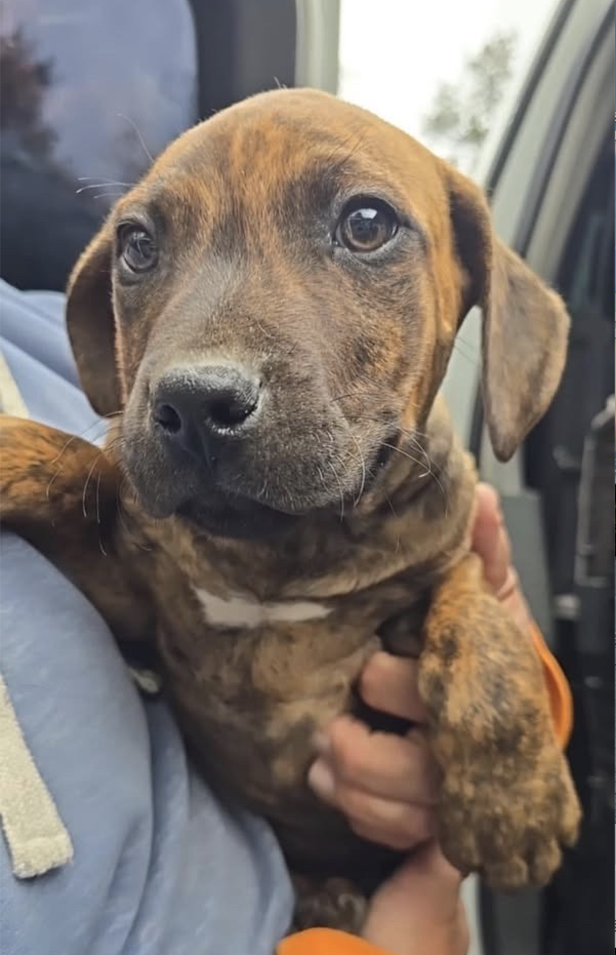 TUCKER 4/2/25 - Five little puppies came into rescue as their owner could not contain them in his yard. The puppies' mom is a purebred Ridgeback; daddy (or daddies) a mixture of bully breeds. While the other pups all have ridges, Tucker was born with