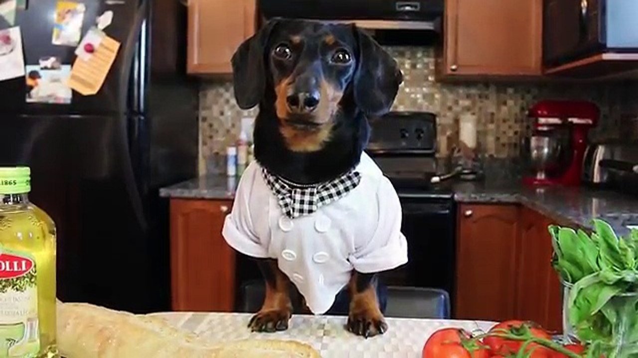 10 Canadian Pet Influencers You Need To Follow