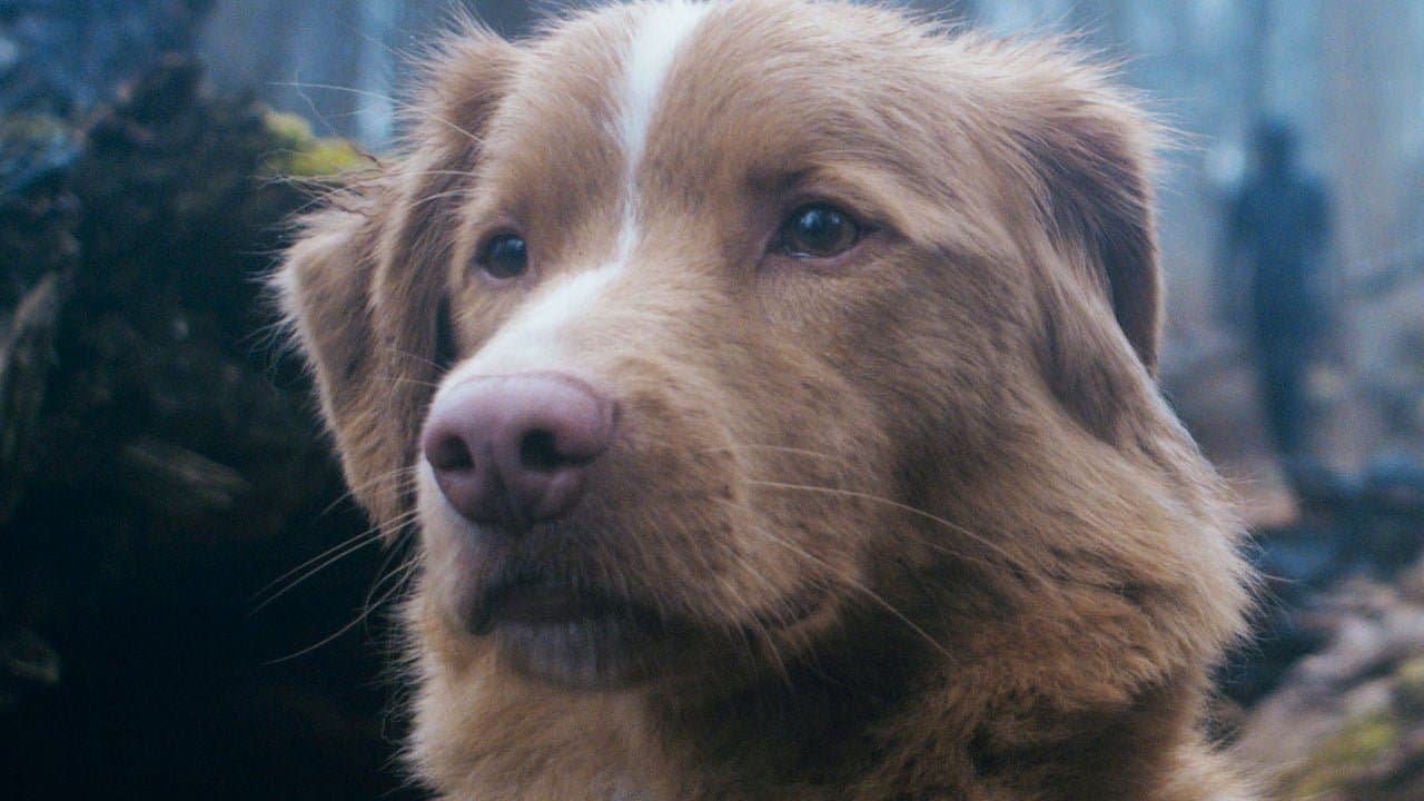'Good Boy' Review