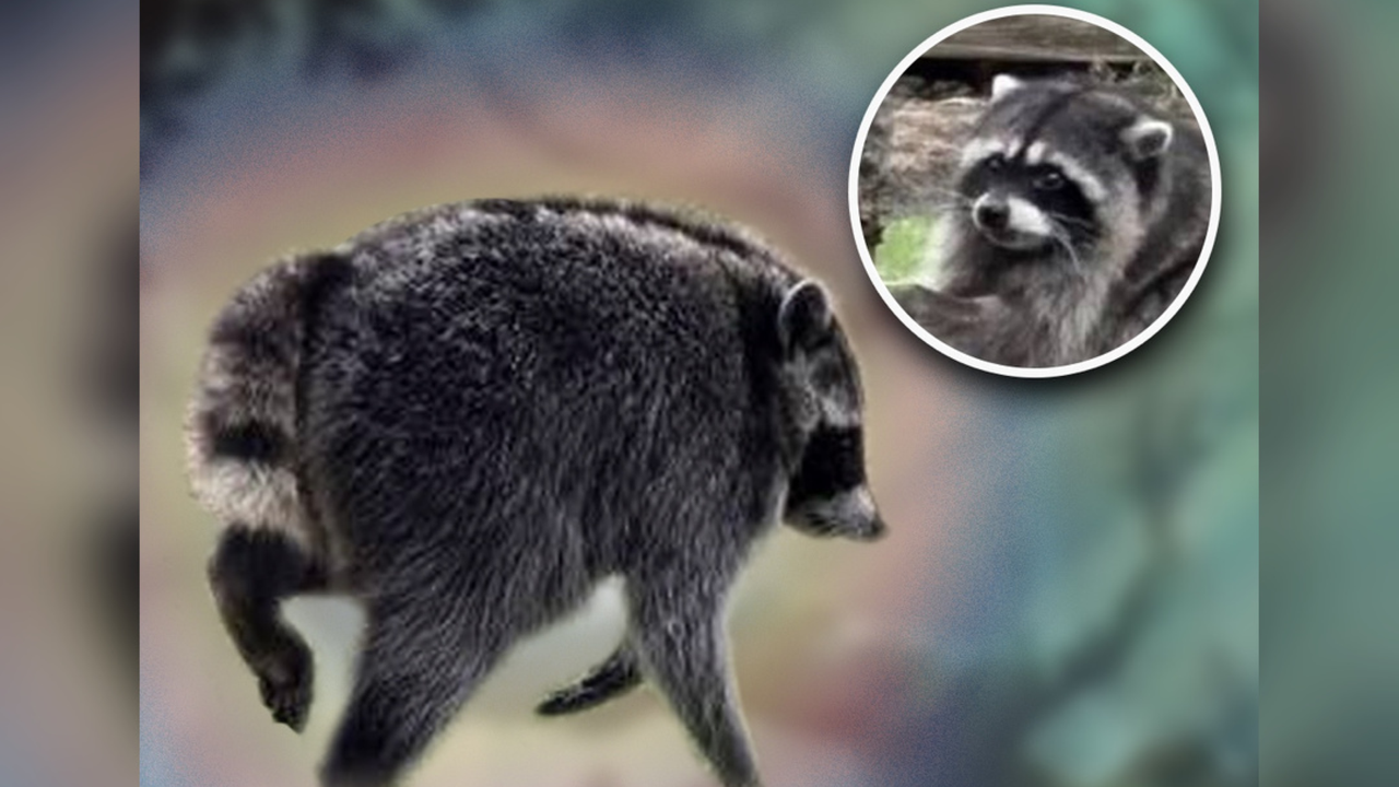 Jimothy The Raccoon Goes Viral
