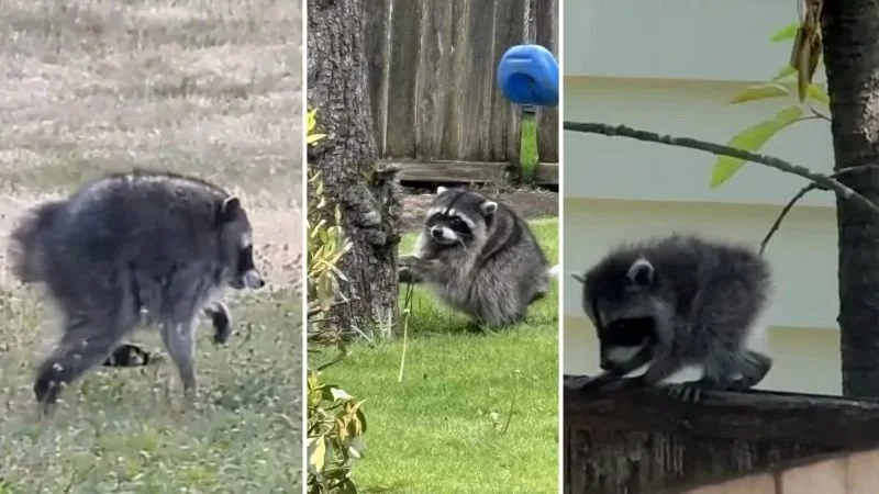 JIMOTHY THE RACOON IN THREE PARTS.