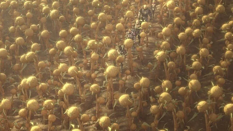 The beautiful crops of Saleucemi