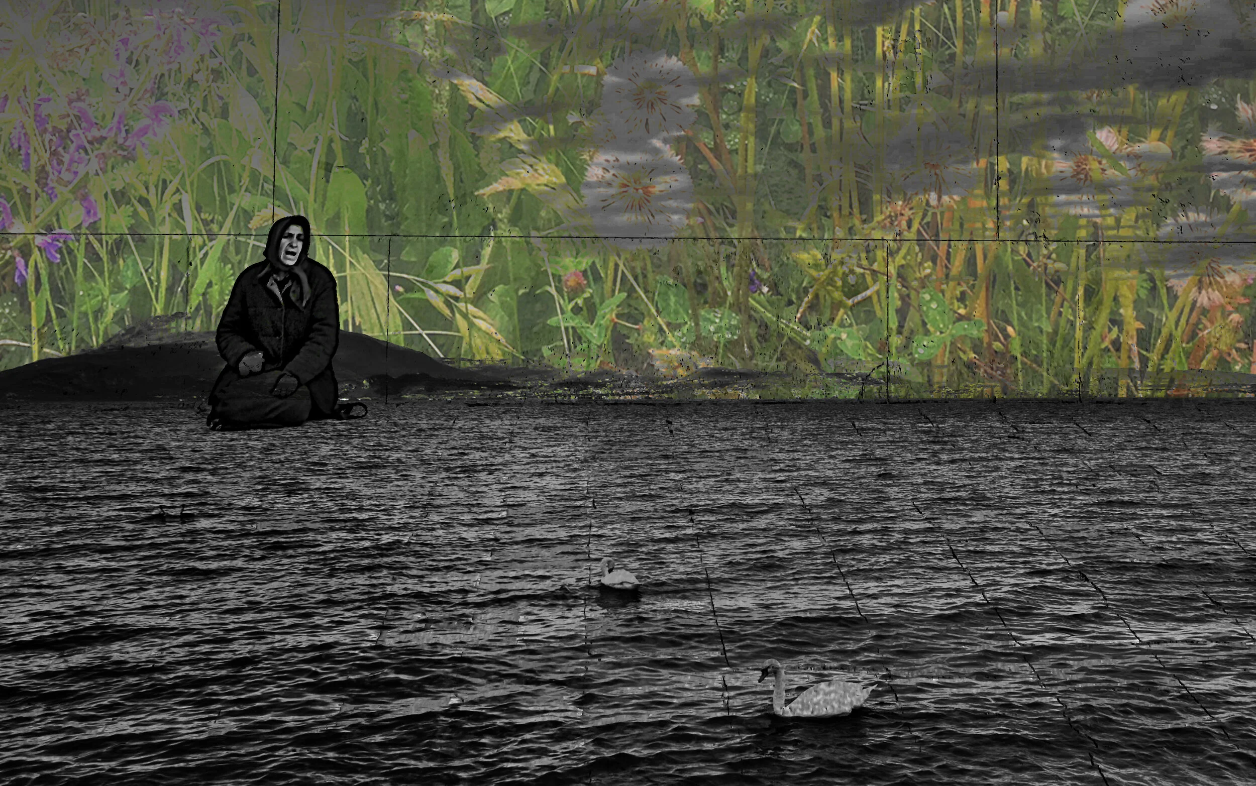 swan lake.jpg