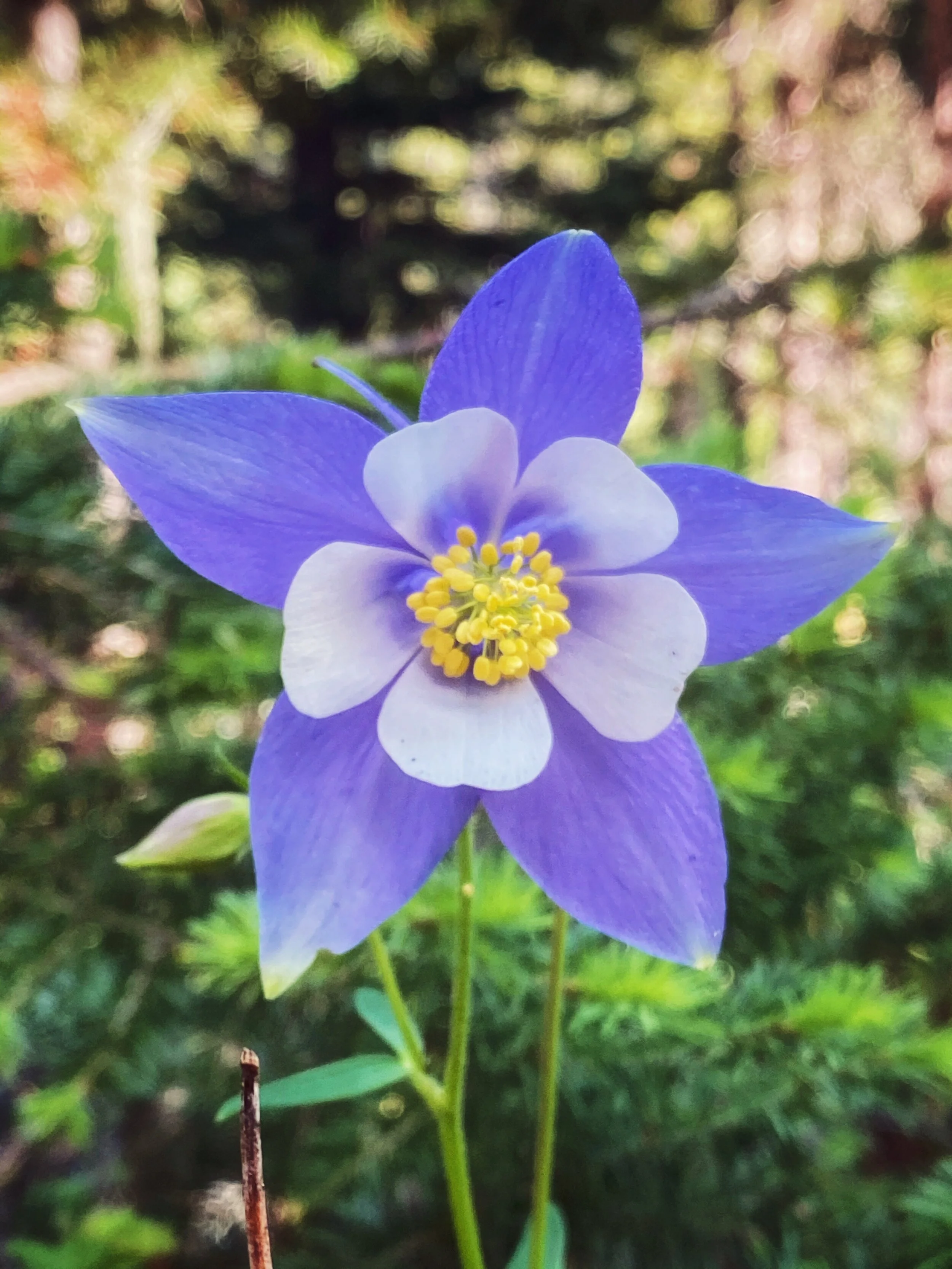 Colorado State Flower: Columbine