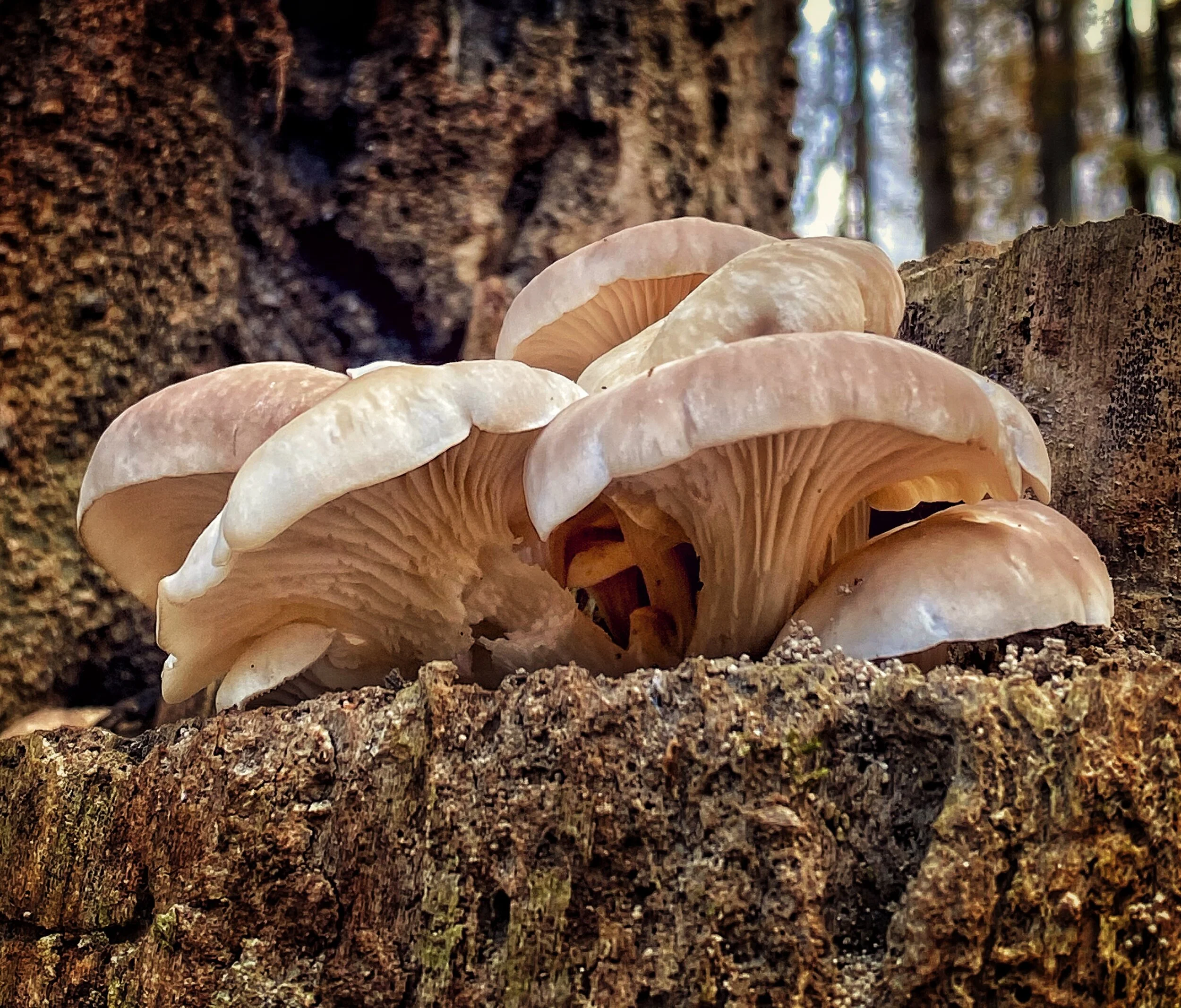 Wild Mushrooms: Davidson County