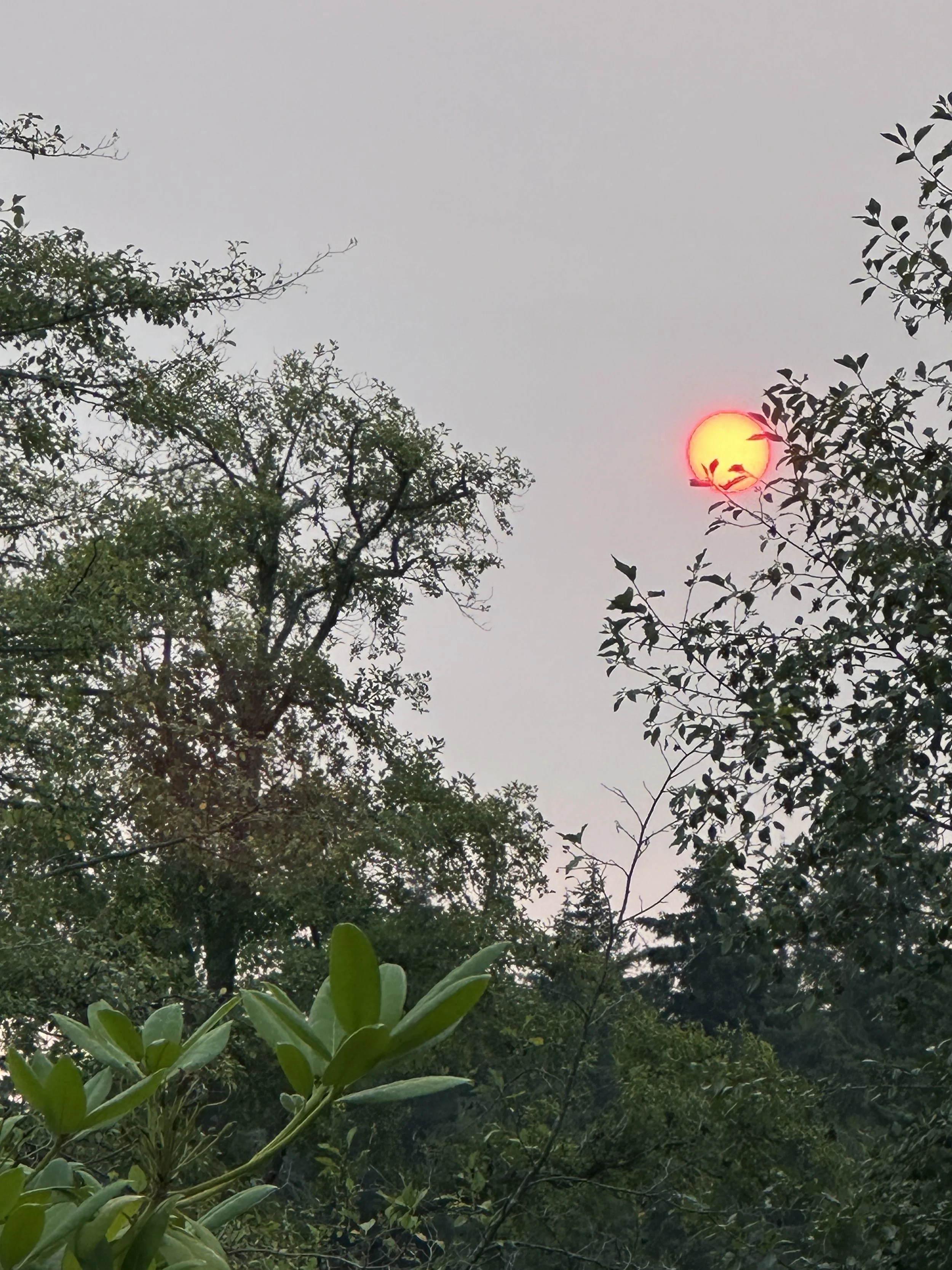 In a tree filled landscape, a bright yellow sun outlined in red hangs in the gray sky. On the right side of the photo, thin dark green branches extend to the sun, seemingly cradling it.