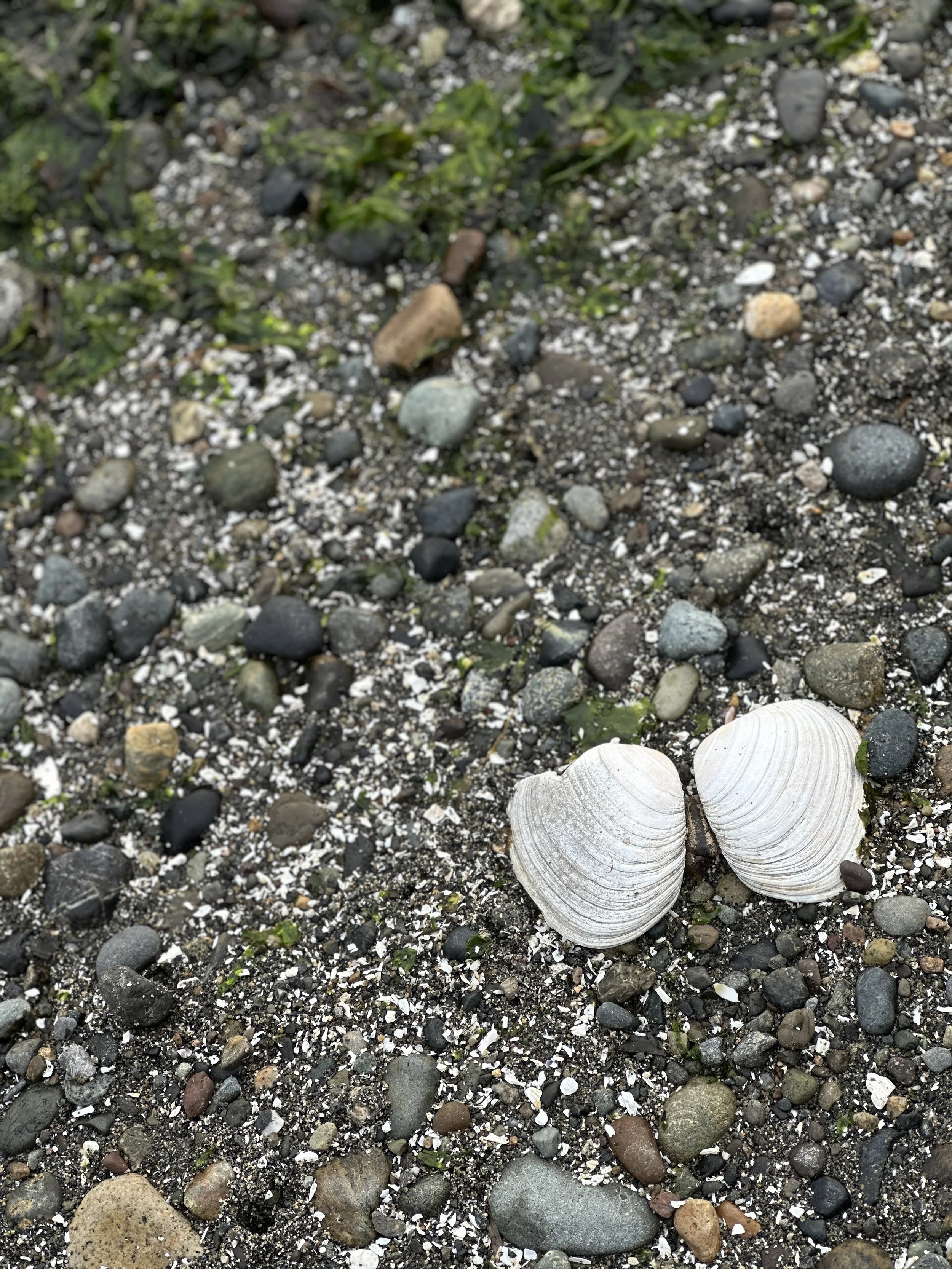 Two white shells face each other at the bottom right corner of the photo. They lay on a bed sand and shells, surrounded by smooth river rocks in shades of light brown, gray, and black, and bright green moss.