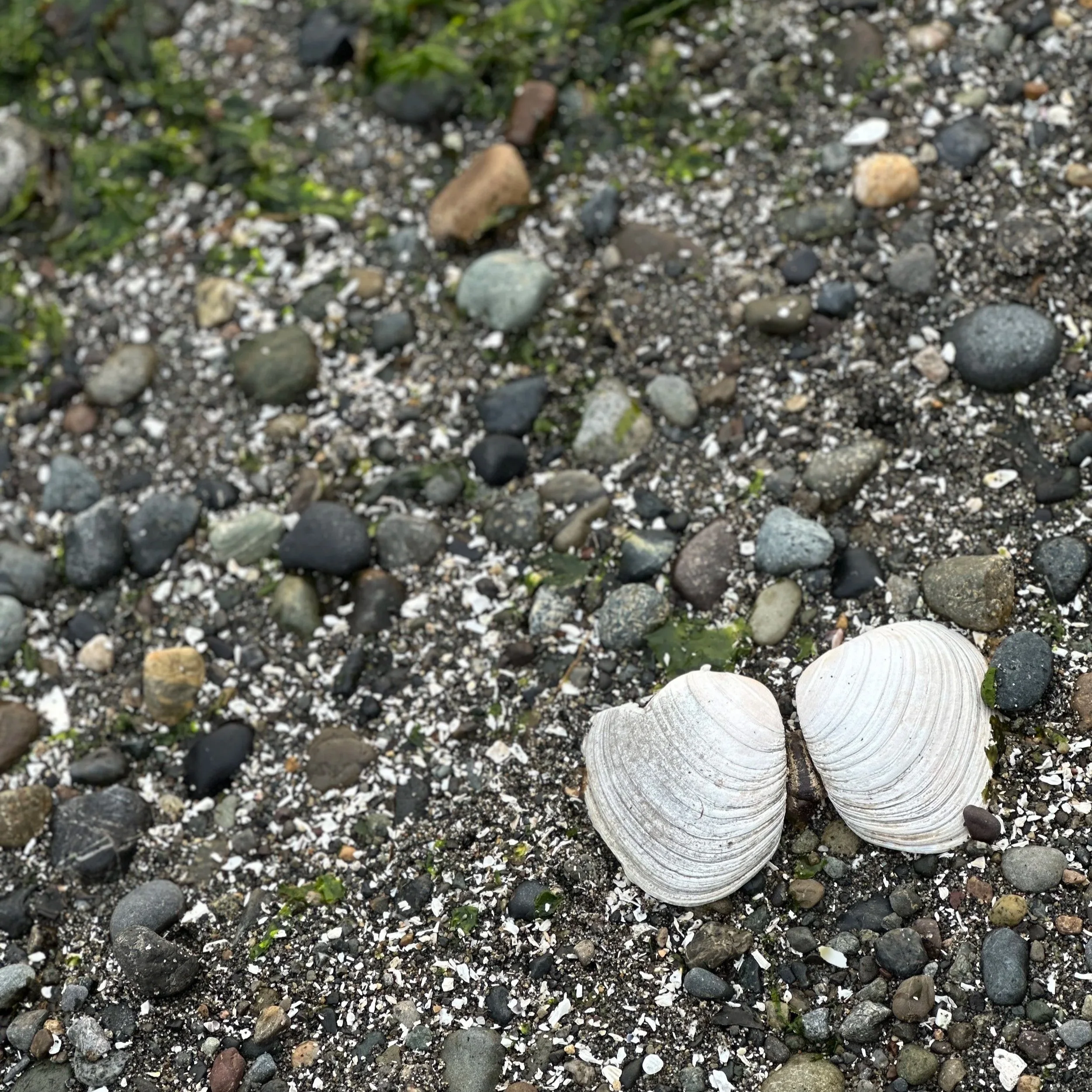 Presents: An Audio Reading of Norman MacCaig’s Poem