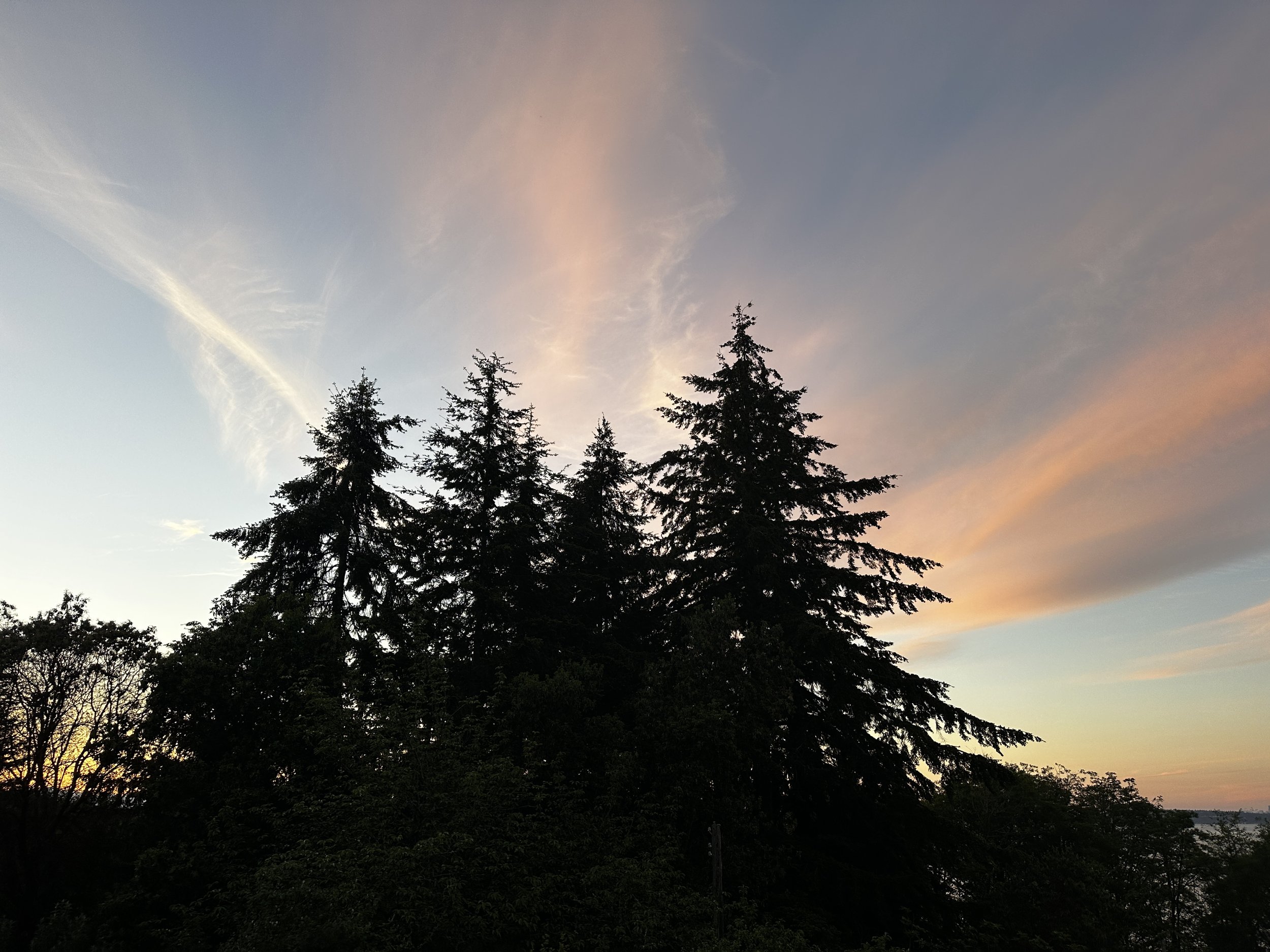 4 large pine trees silhouetted over a light blue sky. Cloud ribbons seem to emanate from trees, colored pink from the setting sun.