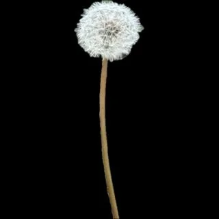 a single dandelion, green stem, white flower on a circular black backround