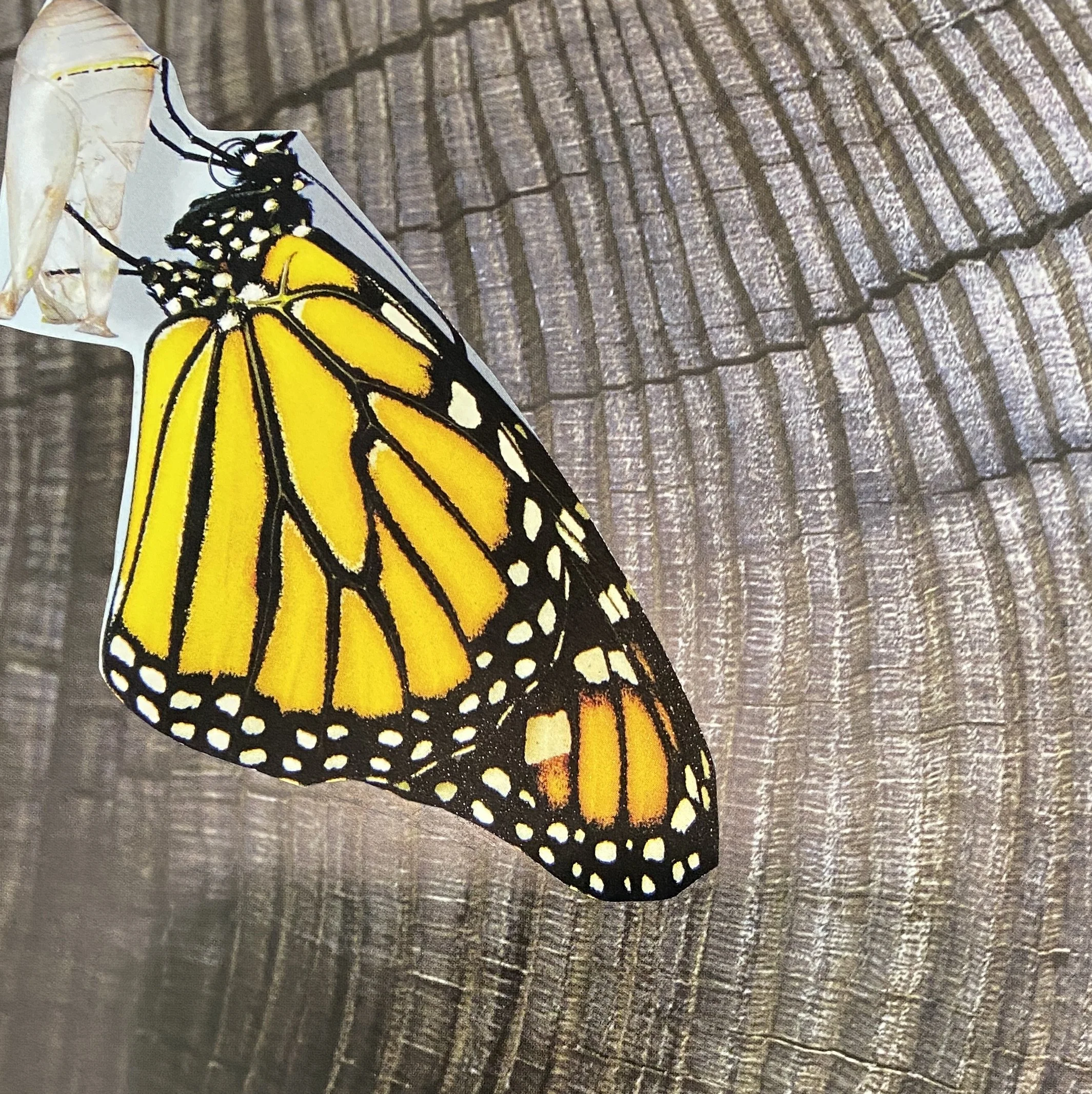 Collage shows a black and yellow butterfly emerging from it's cocoon on a background of a close-up shot of the gray-brown rings of tree bark/