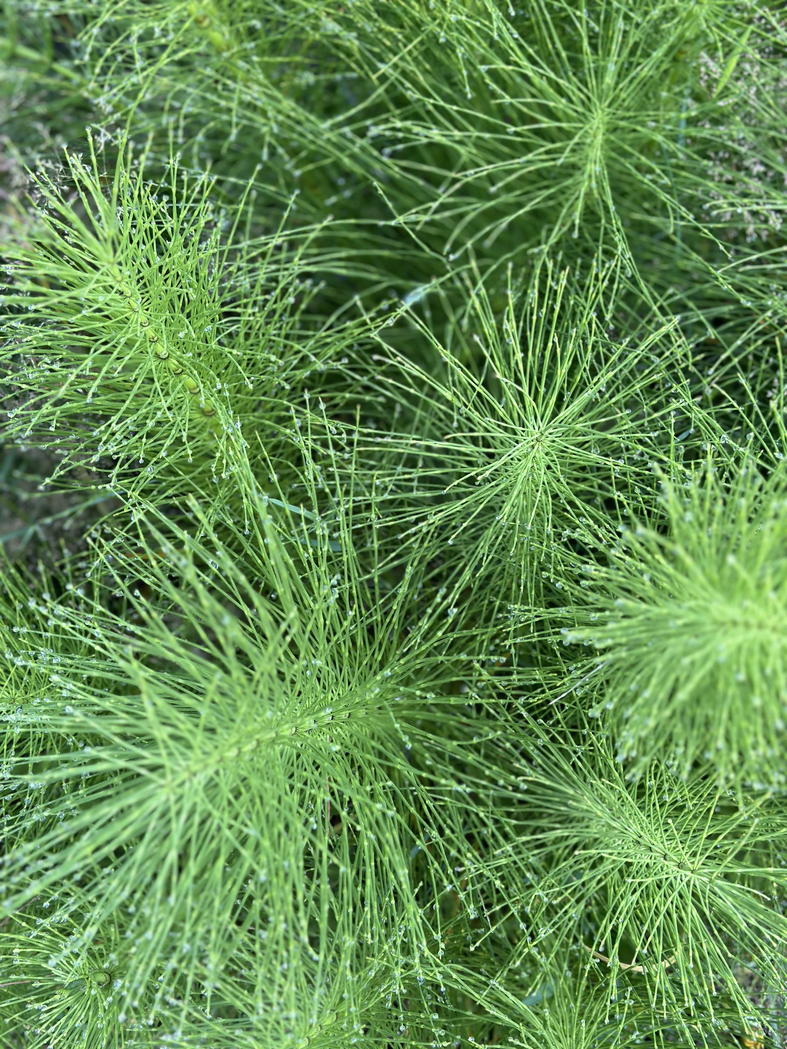 A close up image of a bright green horse tail plant fresh with morning drew drops.