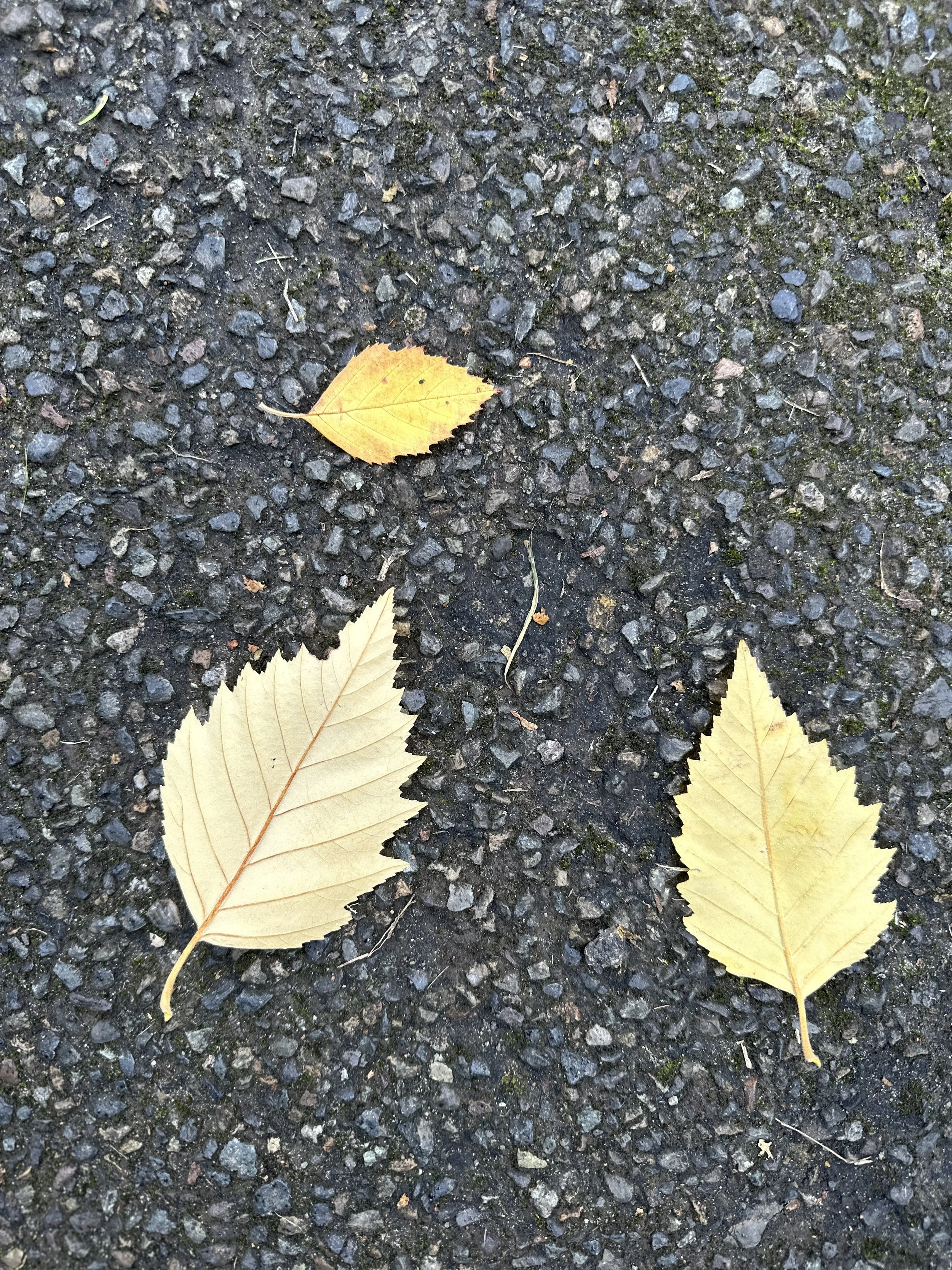 Three fallen autumn leaves in shades of gold and pale yellow rest on dark, rough asphalt — two large serrated leaves below, a single small one above.