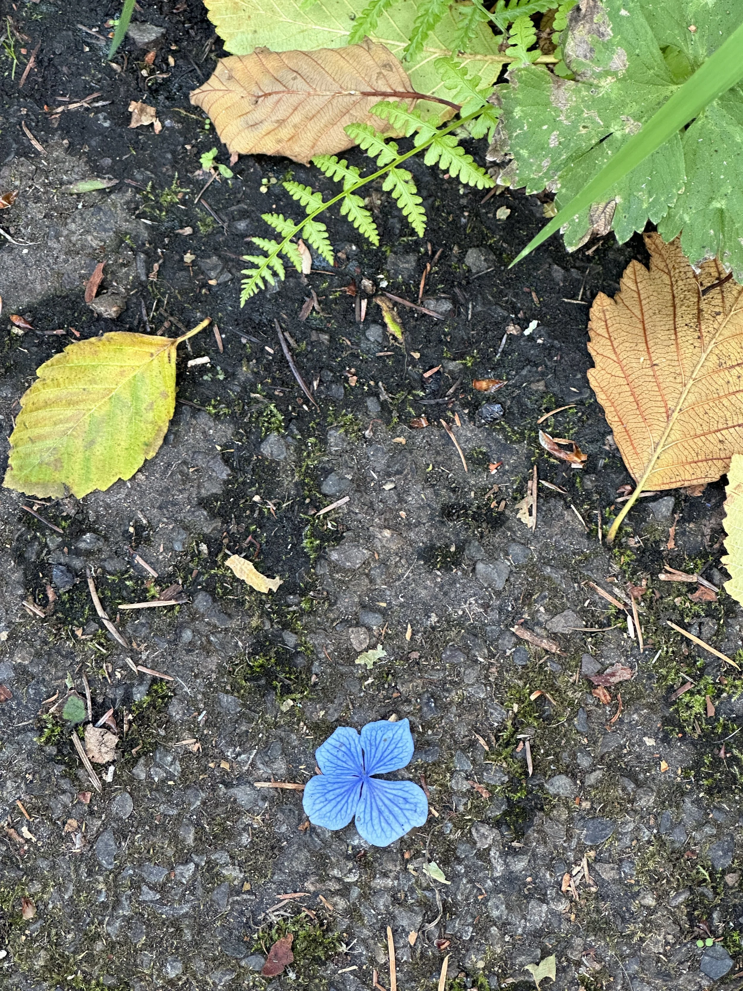 A single blue hydrangea flower lies on asphalt near a fen frond and some other leaves from yellow to brown to green.