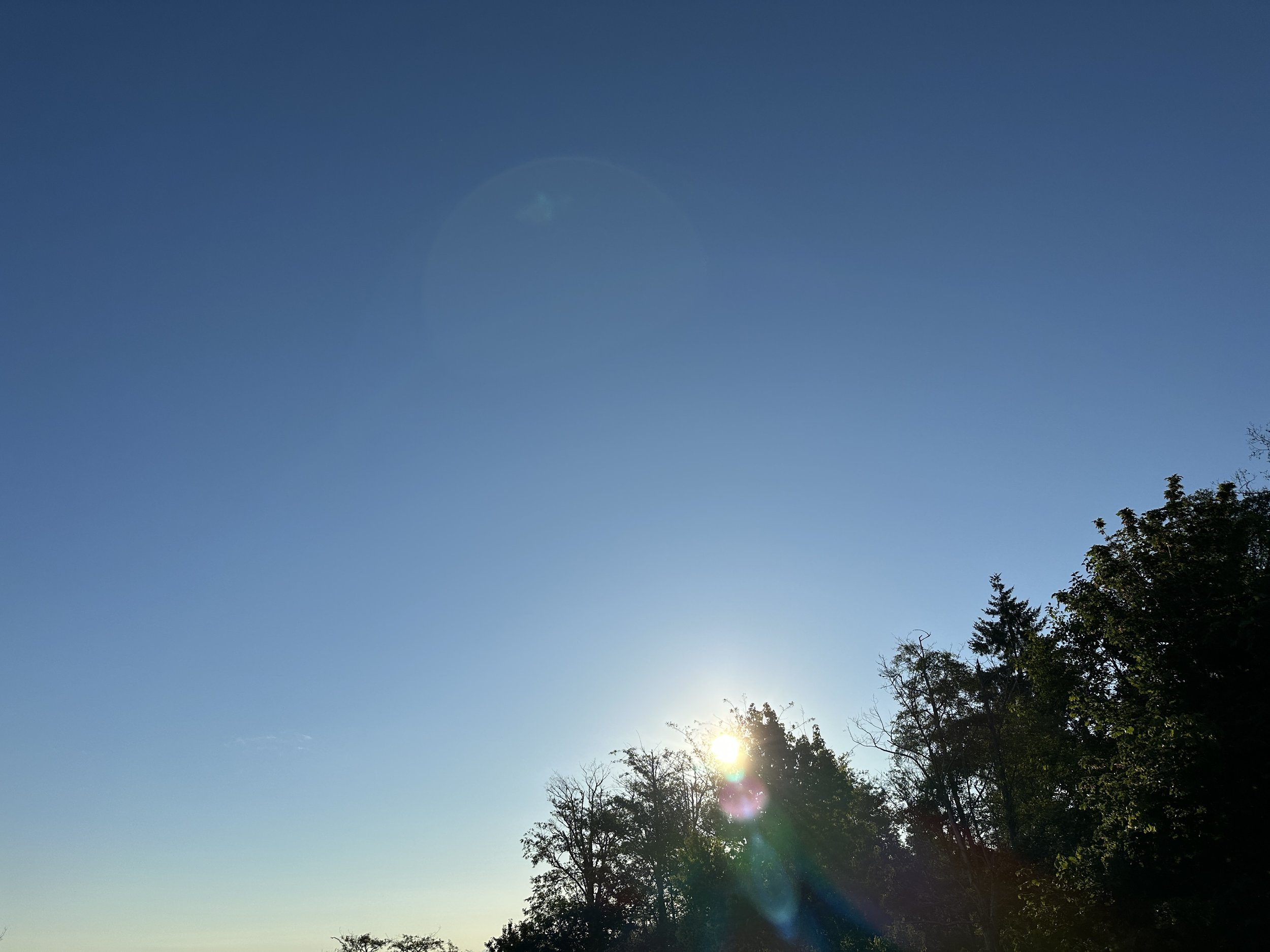 Trees in the lower left corner of a mostly blue sky photo. A spherical yellow sun rises out of the trees trailed by a purple dot and blue tail, like a comet