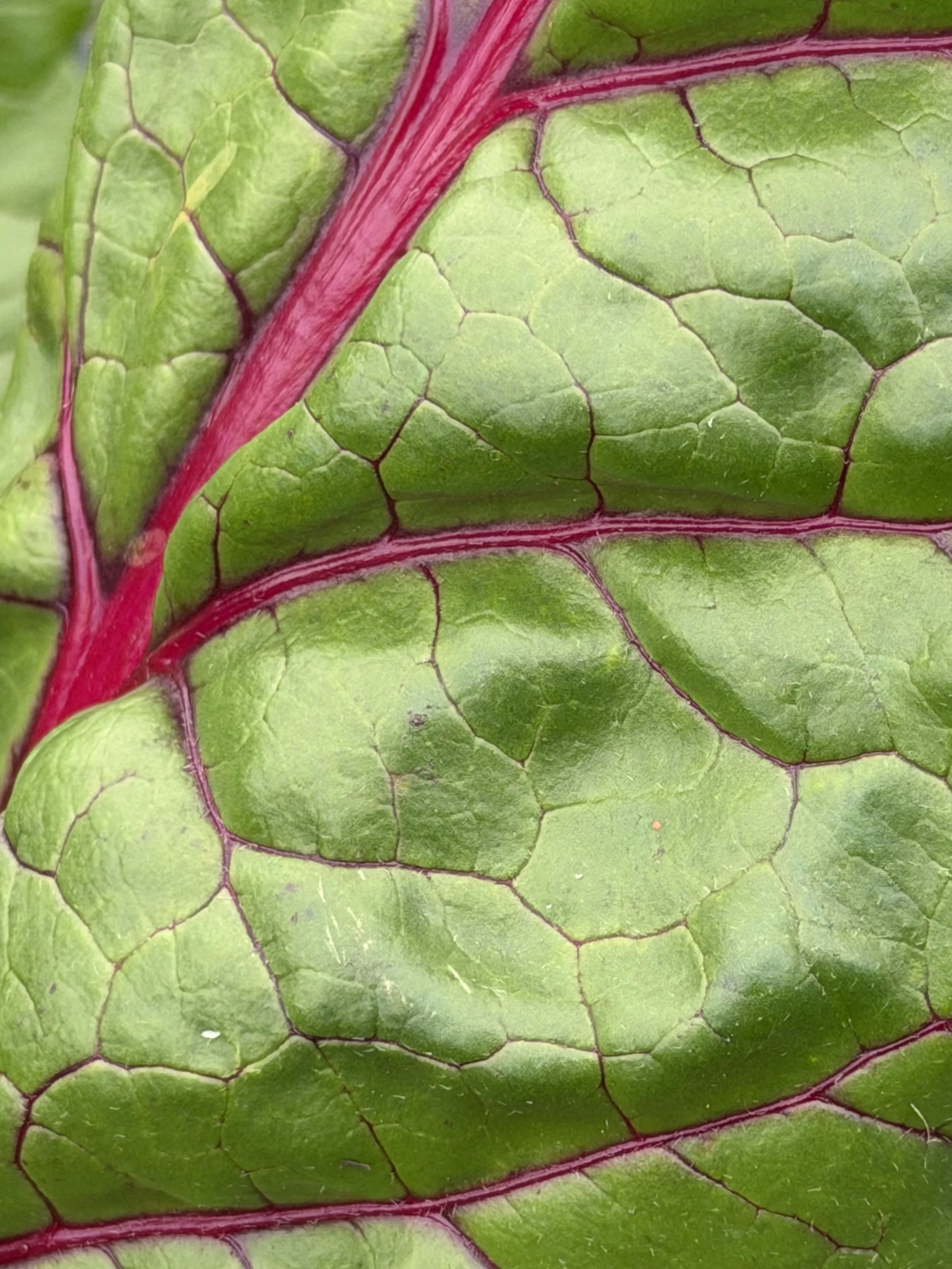 A close-up of a glossy green leaf crossed by bright magenta veins, creating a stained-glass pattern of natural cells.