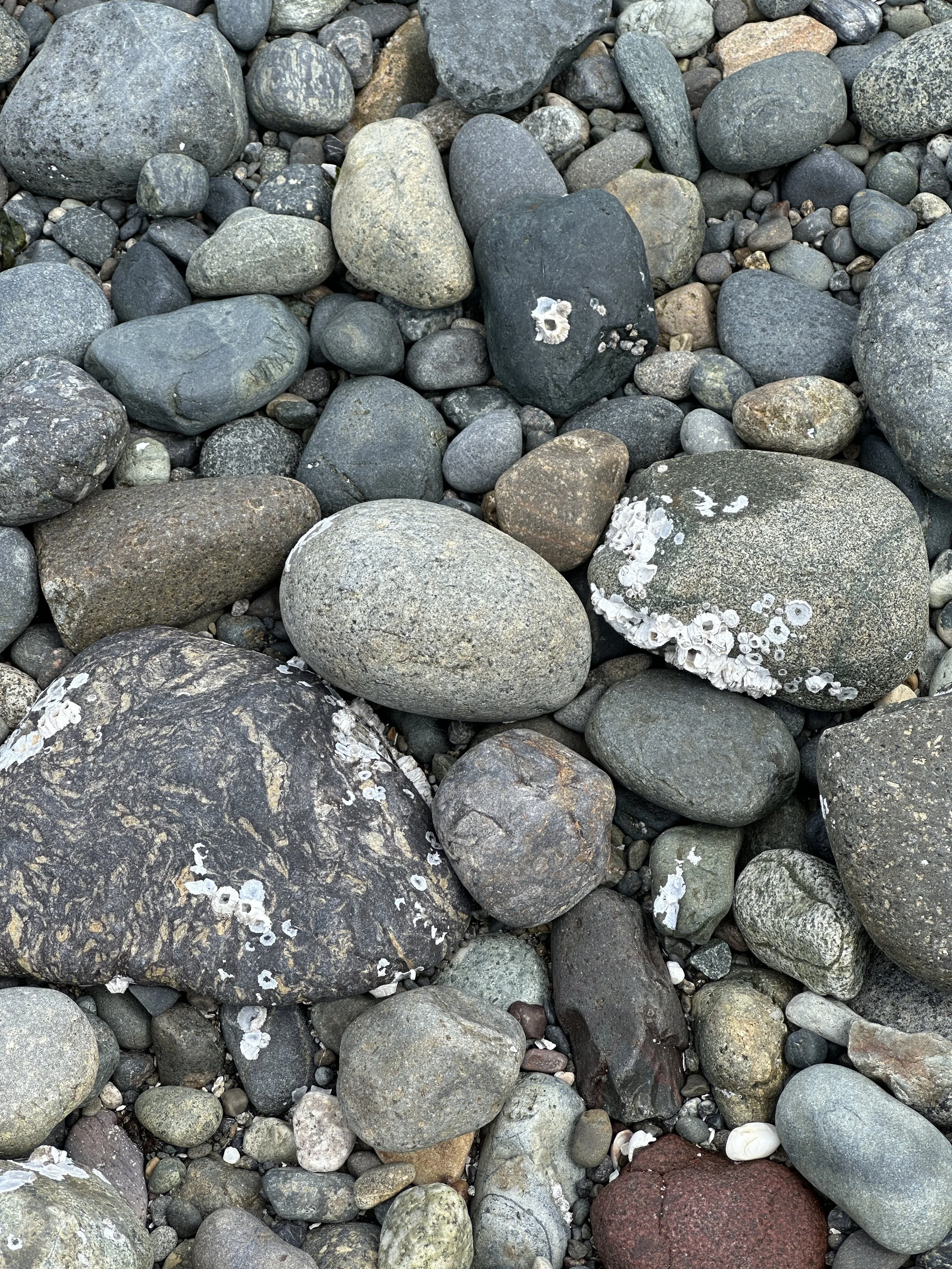 Assorted sizes and shapes of rocks from light gray to red to marbled dark gray. Some rocks are covered with white barnacles.