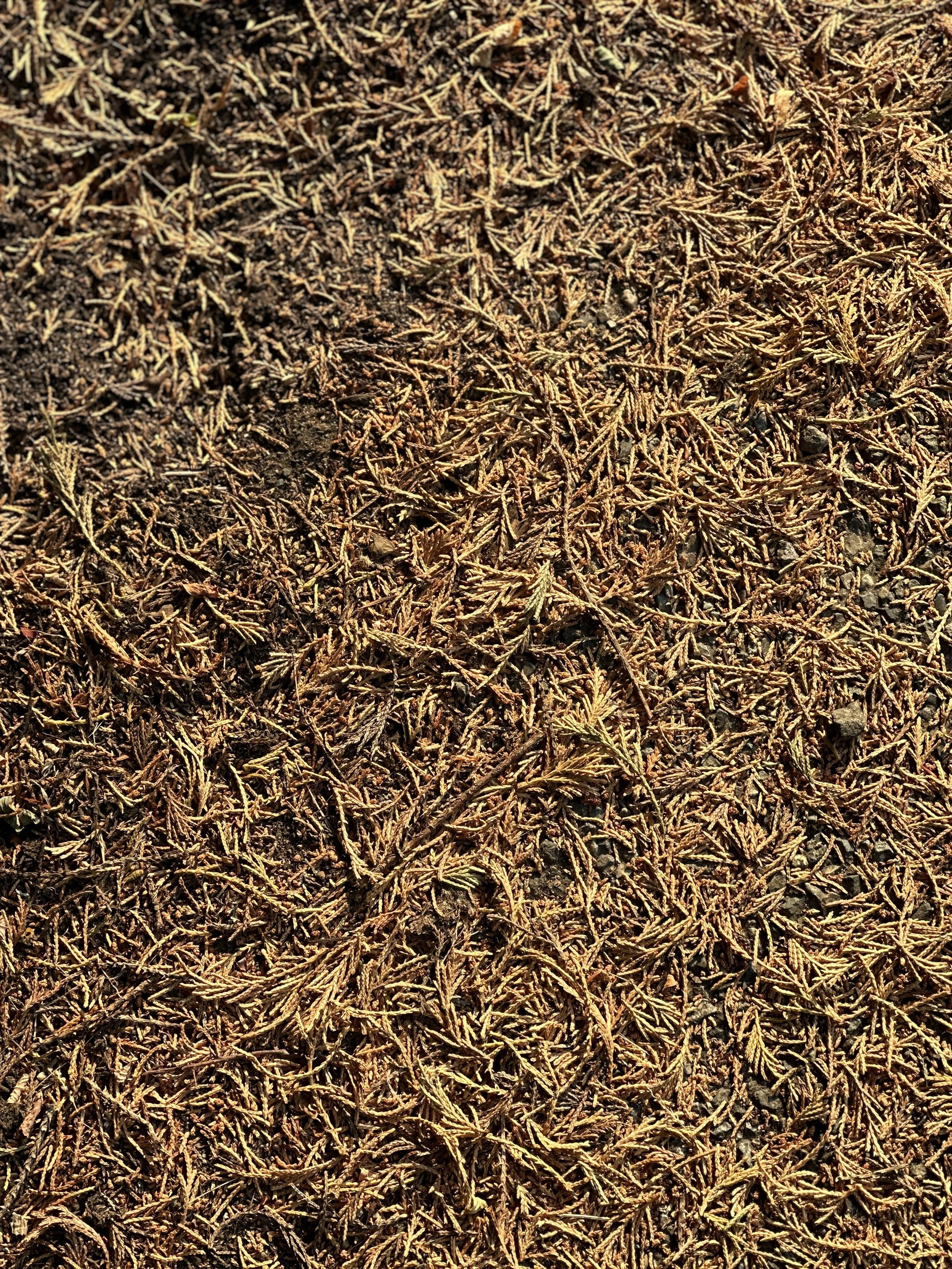 Close-up of dry golden-brown cedar needles scattered across dark soil in bright sunlight.