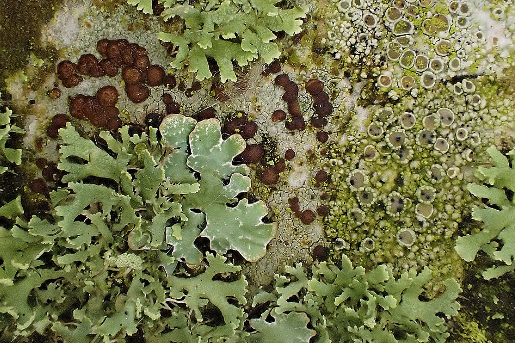 GARDEN_INSPO_06.jpg