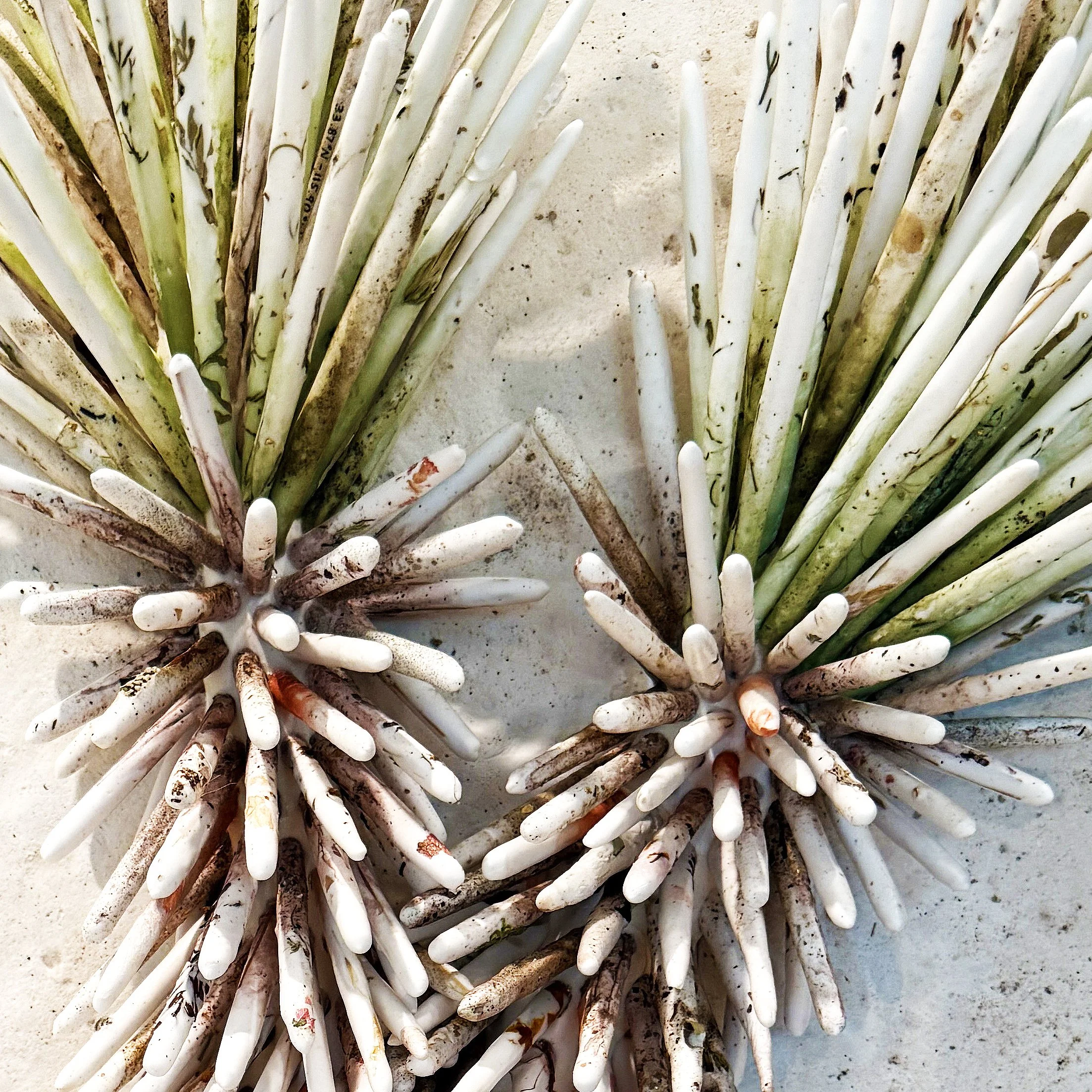 earthen yucca o1