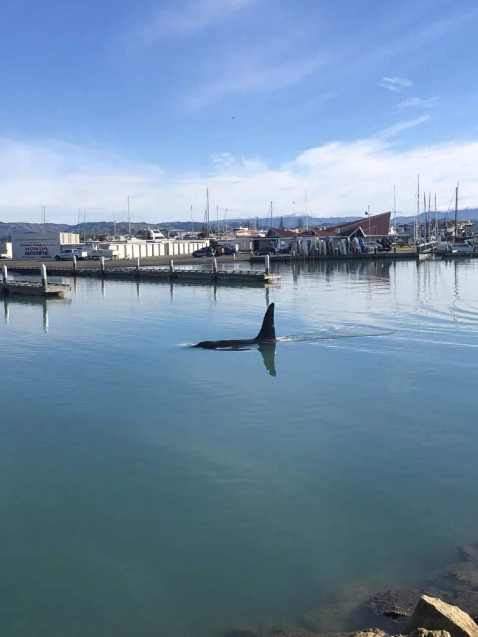 Seaweek in Ahuriri - Fun Marine Activities for Families