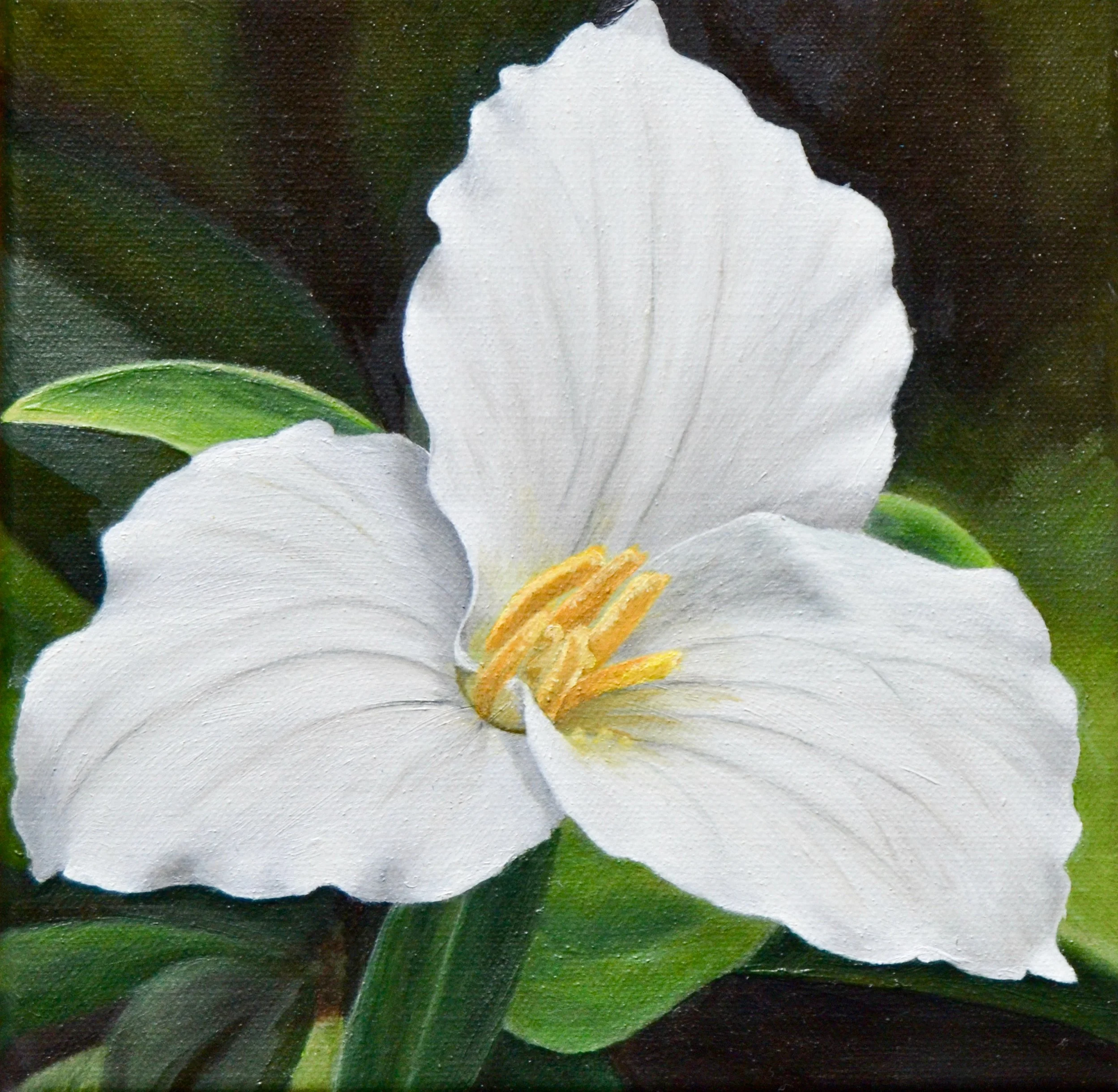 Michigan Trillium.jpg