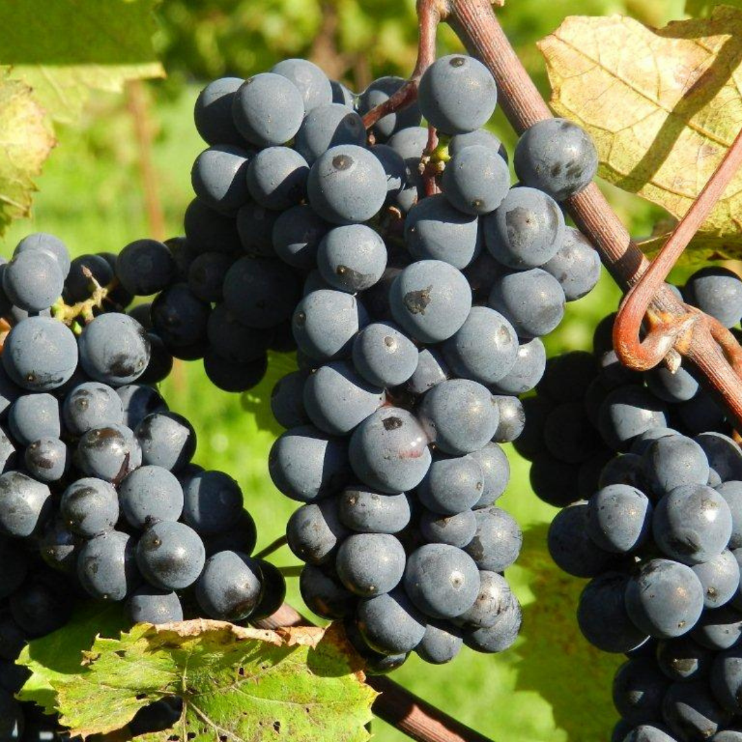 Winegarden Estate Ltd. About Us