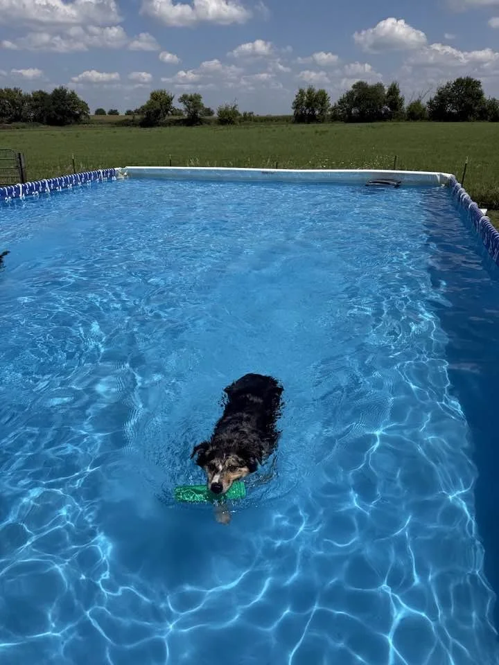 Pool Party