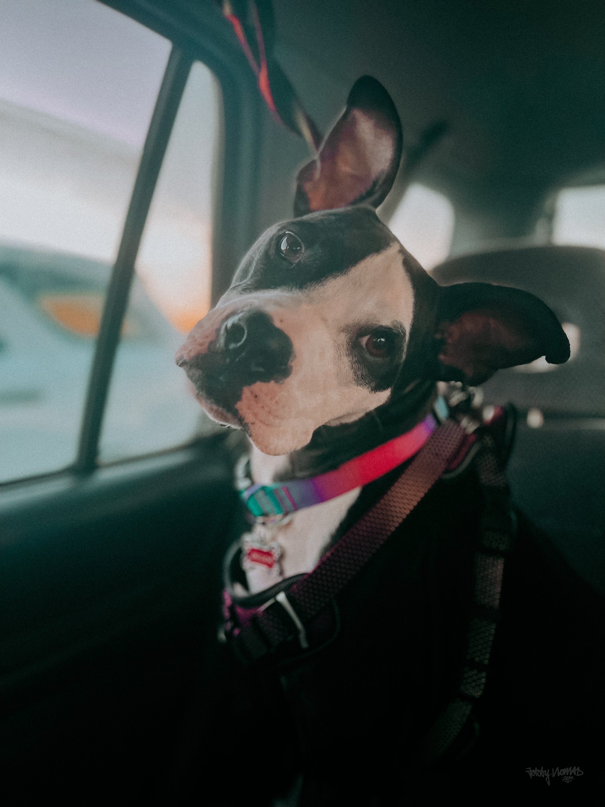 Fotobynomad