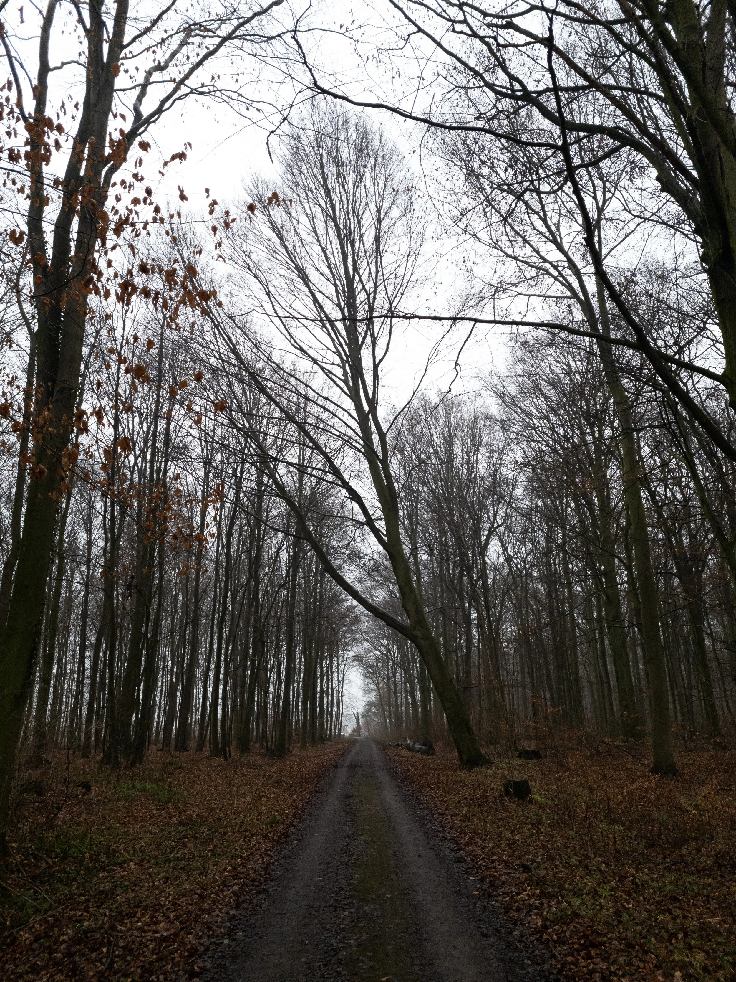 Week 2 - A Walk in the Woods