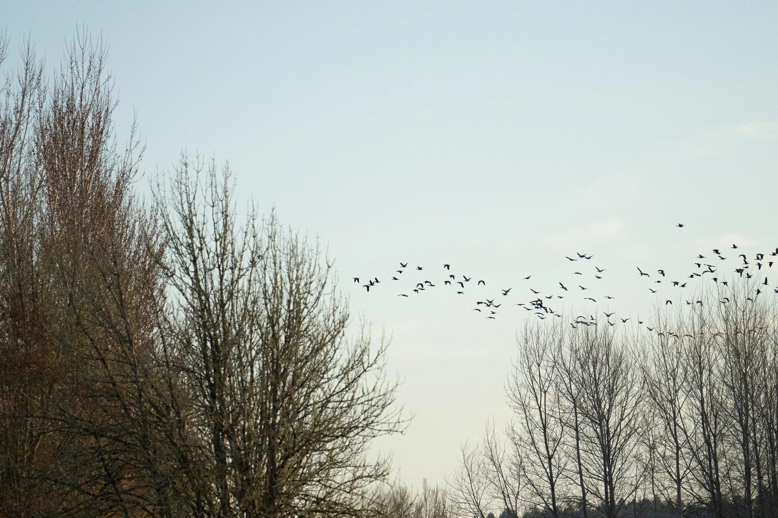 Week 5 | RAW Challenge